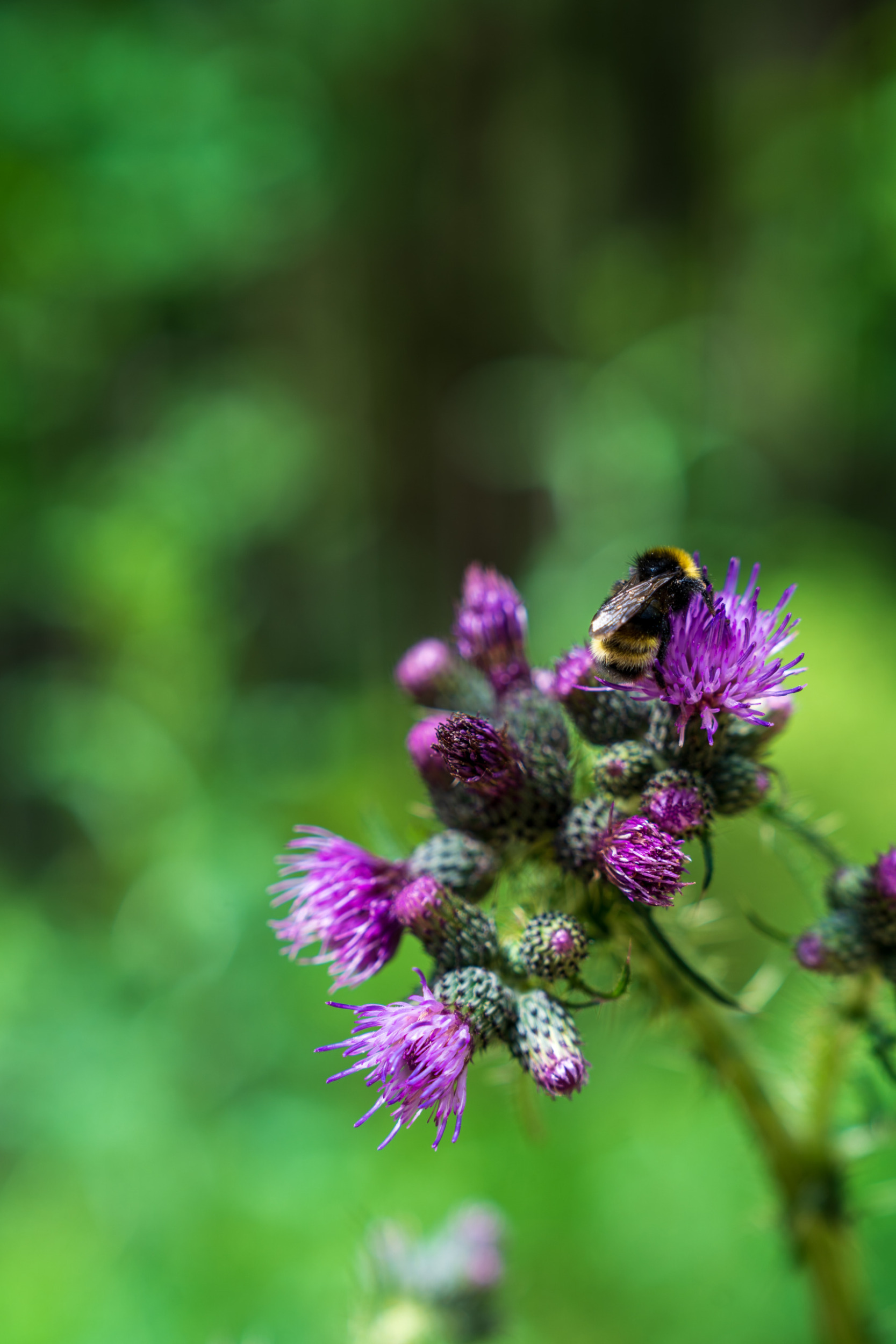 Auf dem Genießerpfad Baiersbronner Satteleisteig seid ihr mitten in der Natur