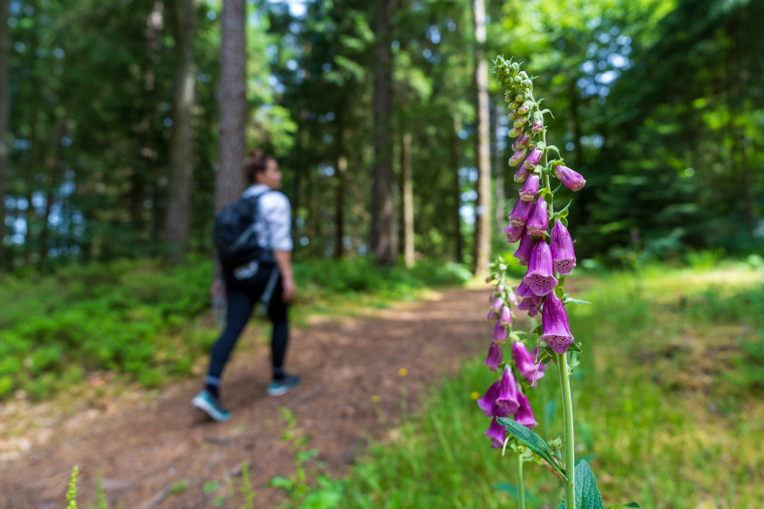 Auf dem Genießerpfad Baiersbronner Satteleisteig seid ihr mitten in der Natur