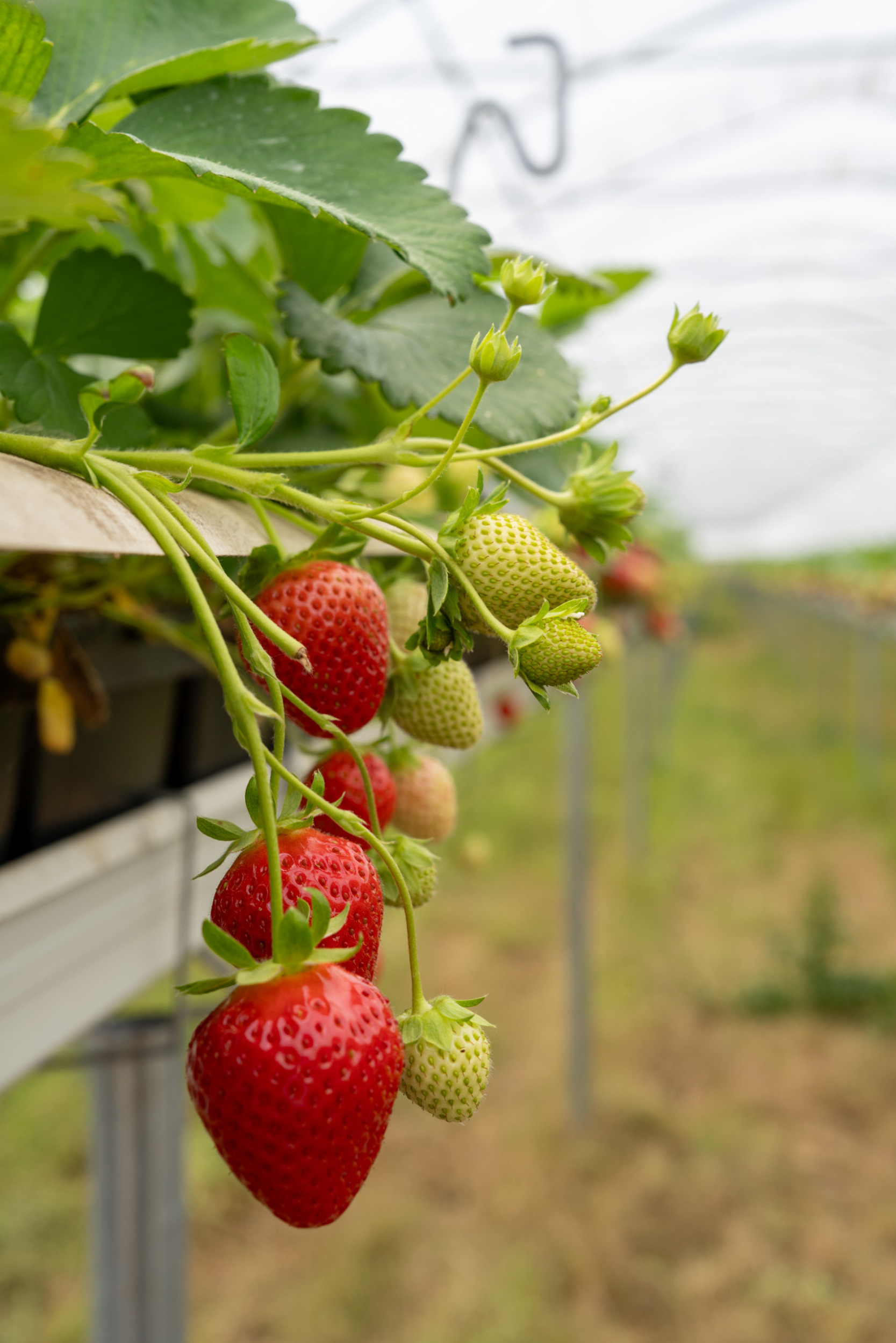Auf dem Obst- und Spargelhof Wurth könnt ihr frisches Obst und Gemüse probieren