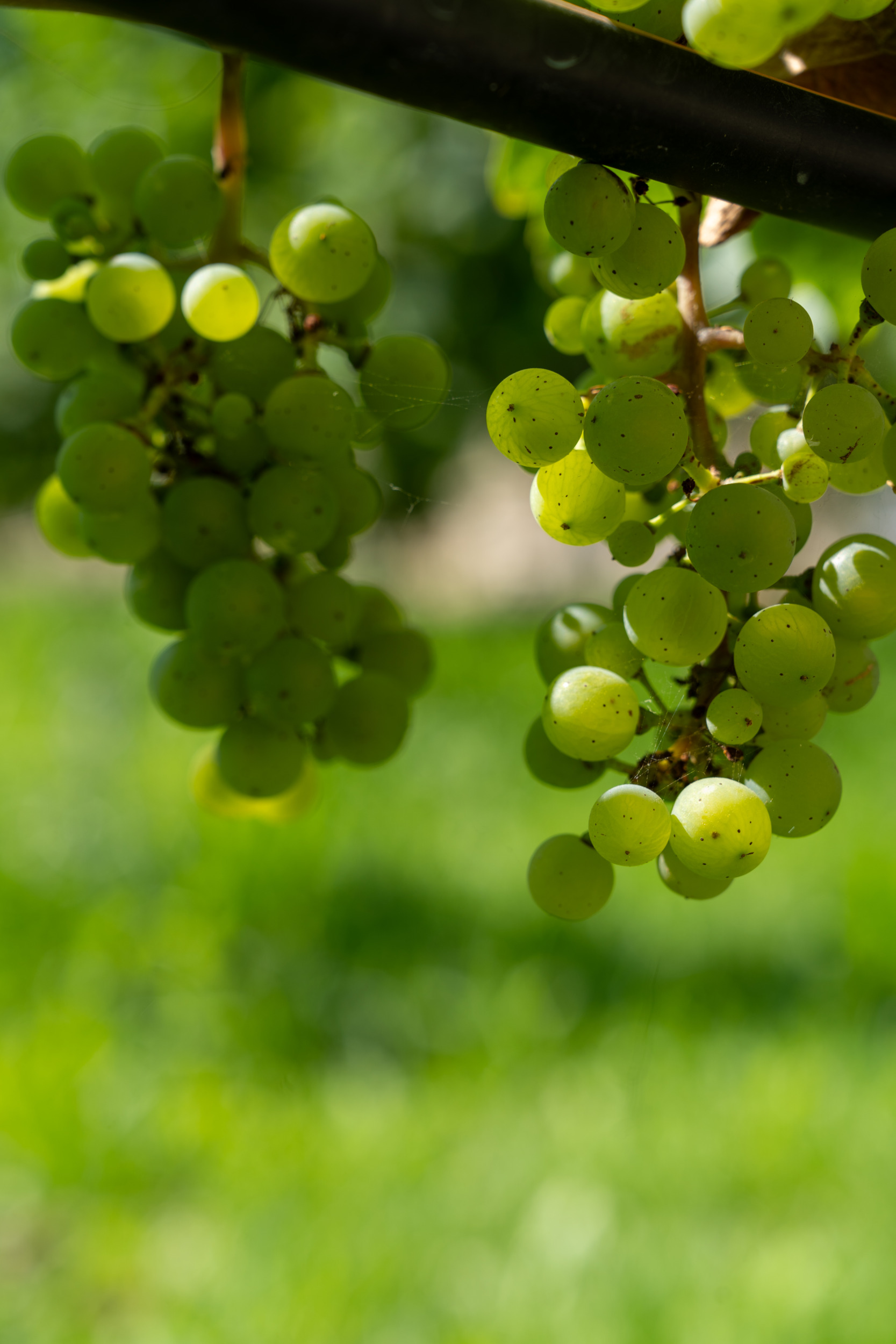 Wein auf dem Petersberg in Erfurt