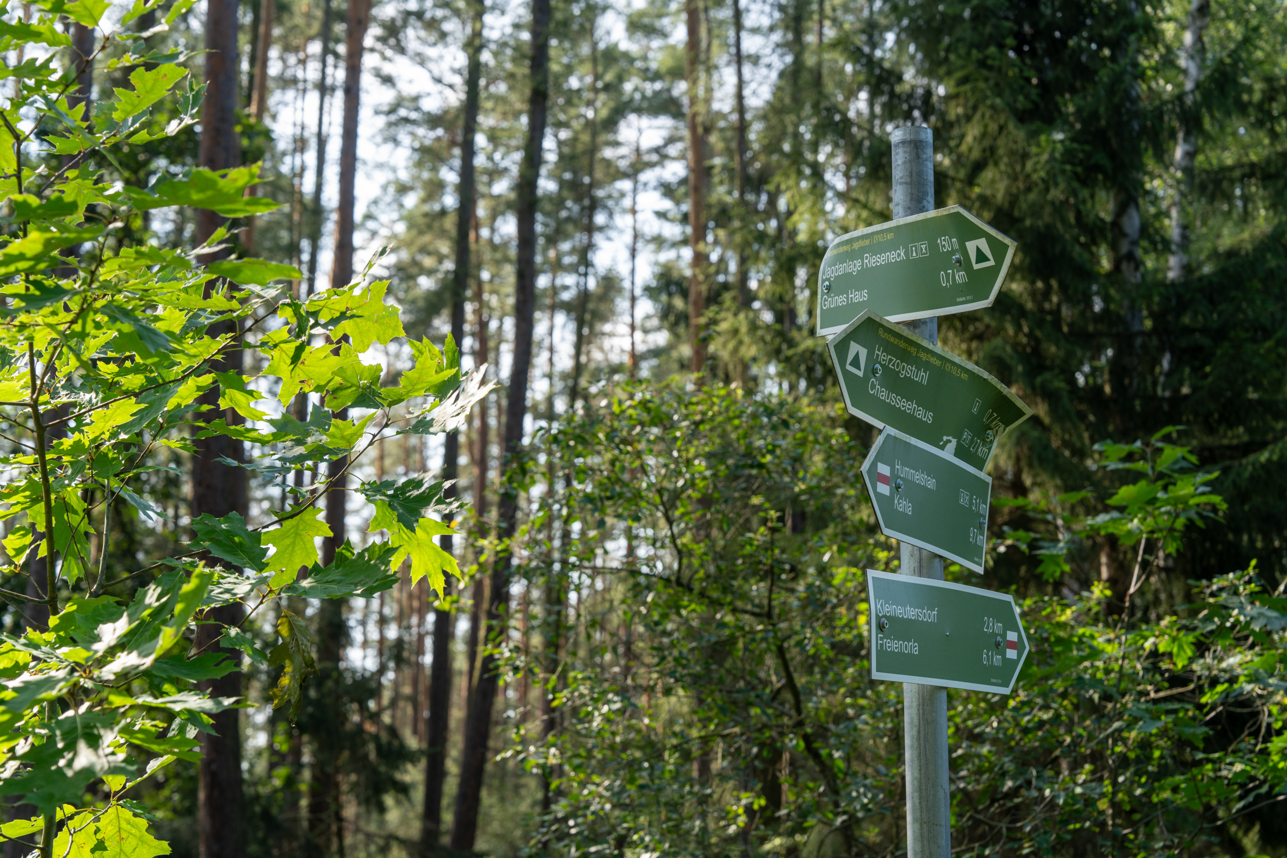 Im Wald Rieseneck gibt es zahlreiche Wanderwege