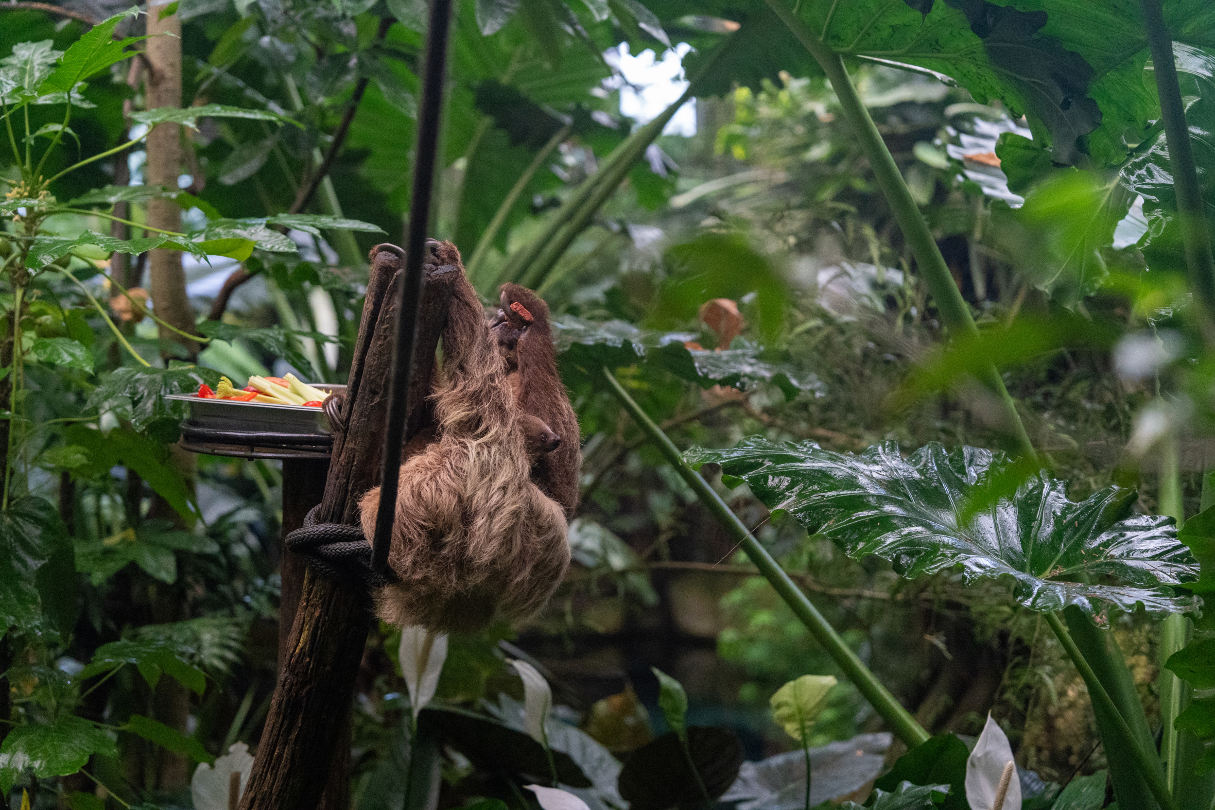 Im Odense Zoo gab es bei unserem Besuch sogar ein Faultier-Baby