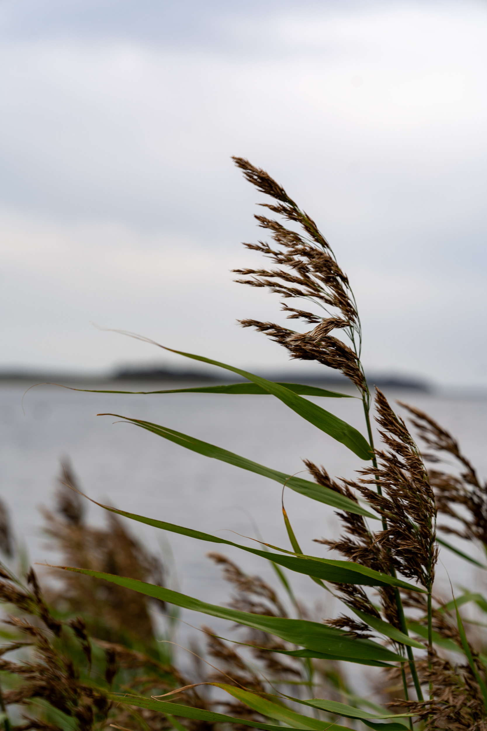 De Hvide Svaner liegt direkt am Wasser