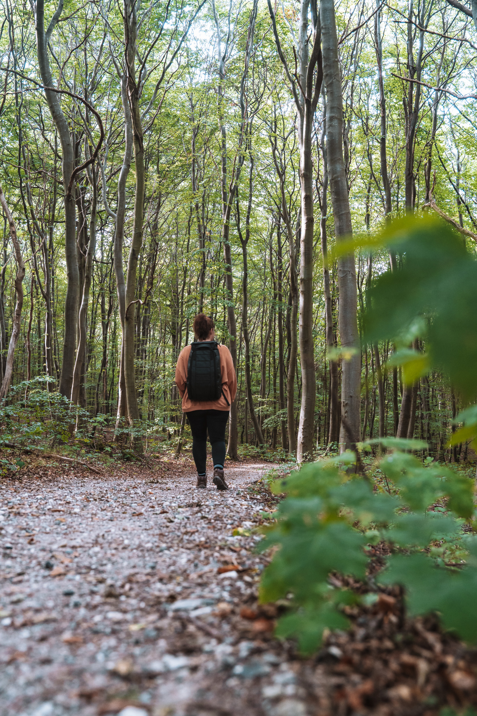Wandern durch den Wald auf Møn in Dänemark