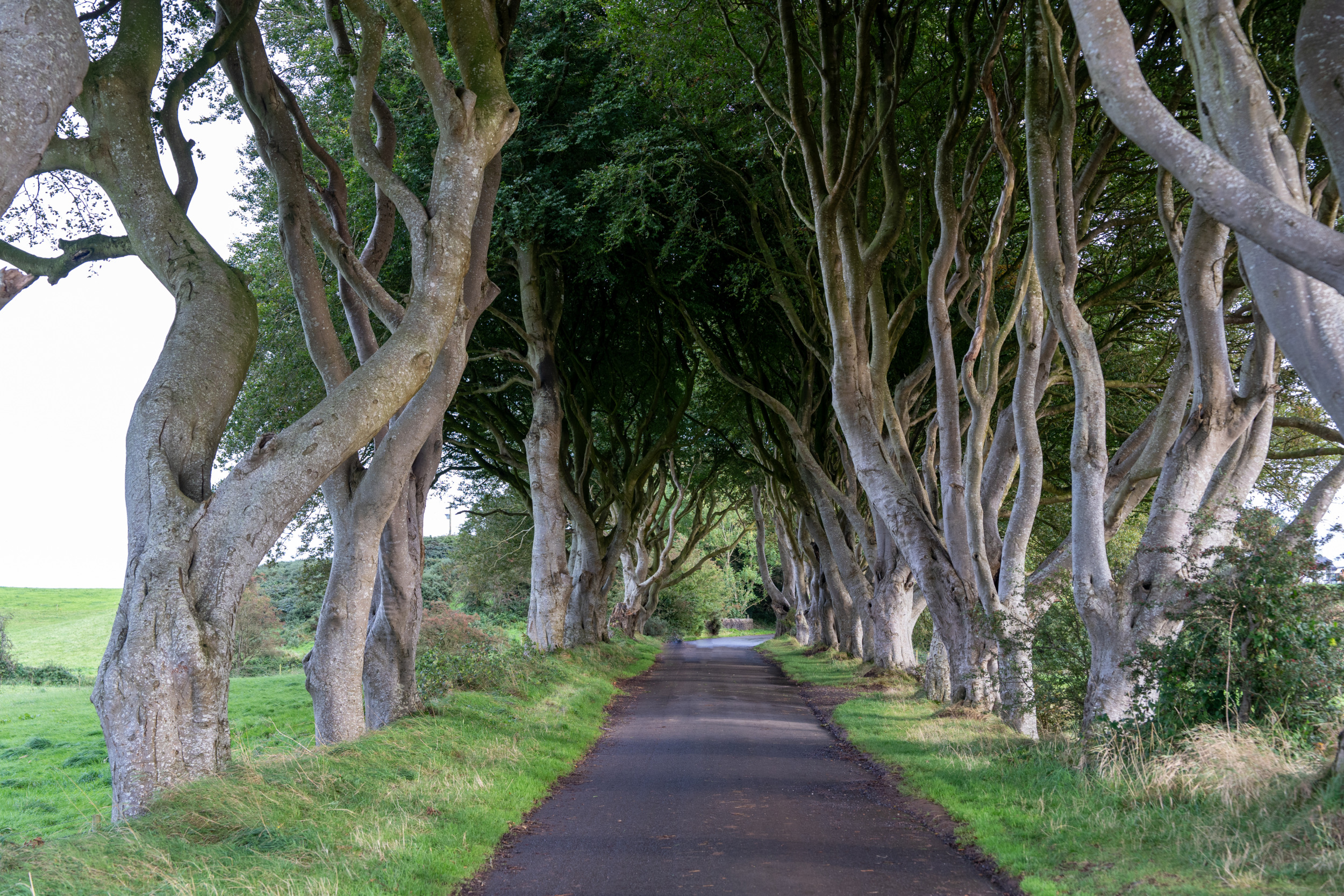 The Dark Hedges gehören sicher zu den bekanntesten Sehenswürdigkeiten in Nordirland