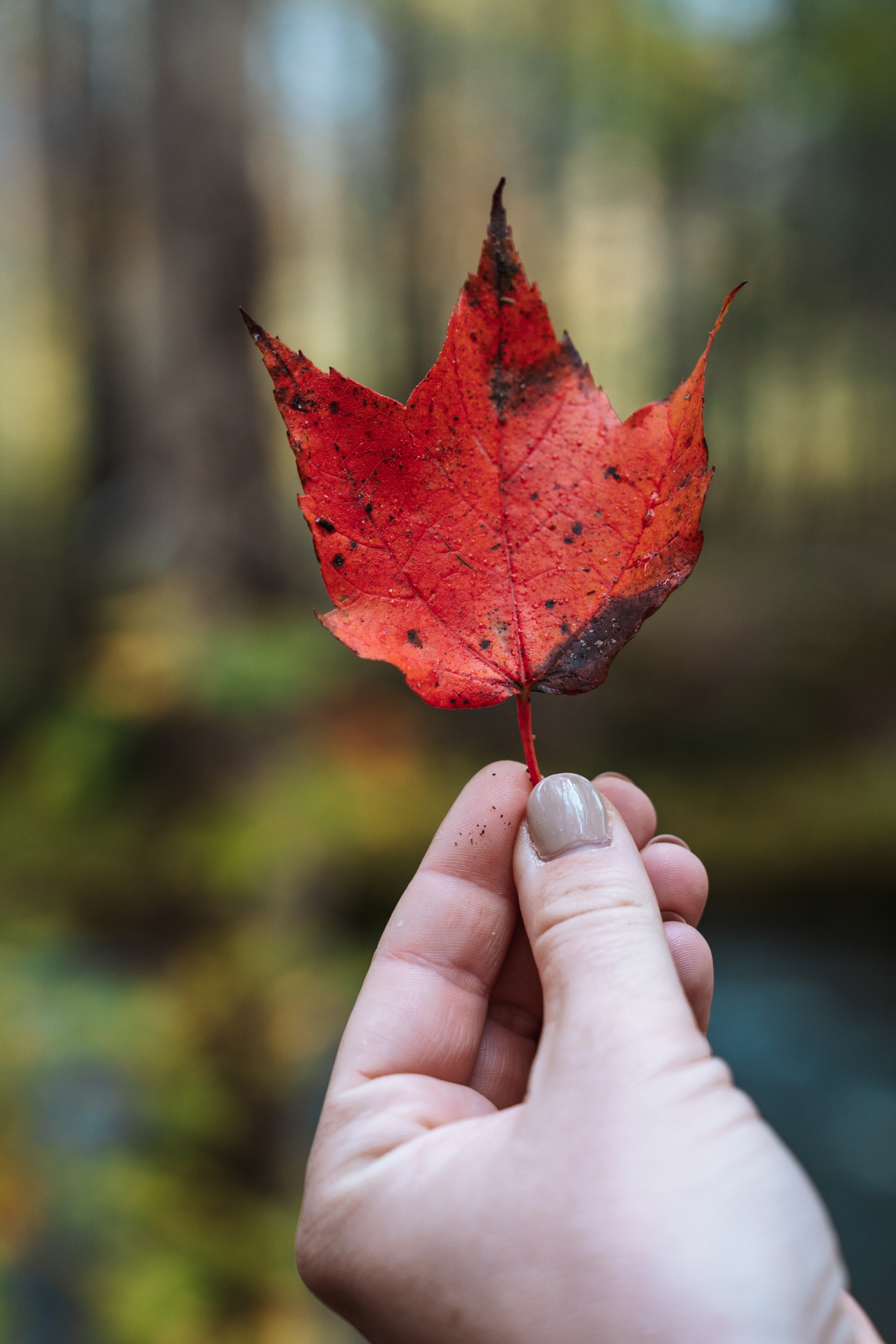 Blatt in Nova Scotia