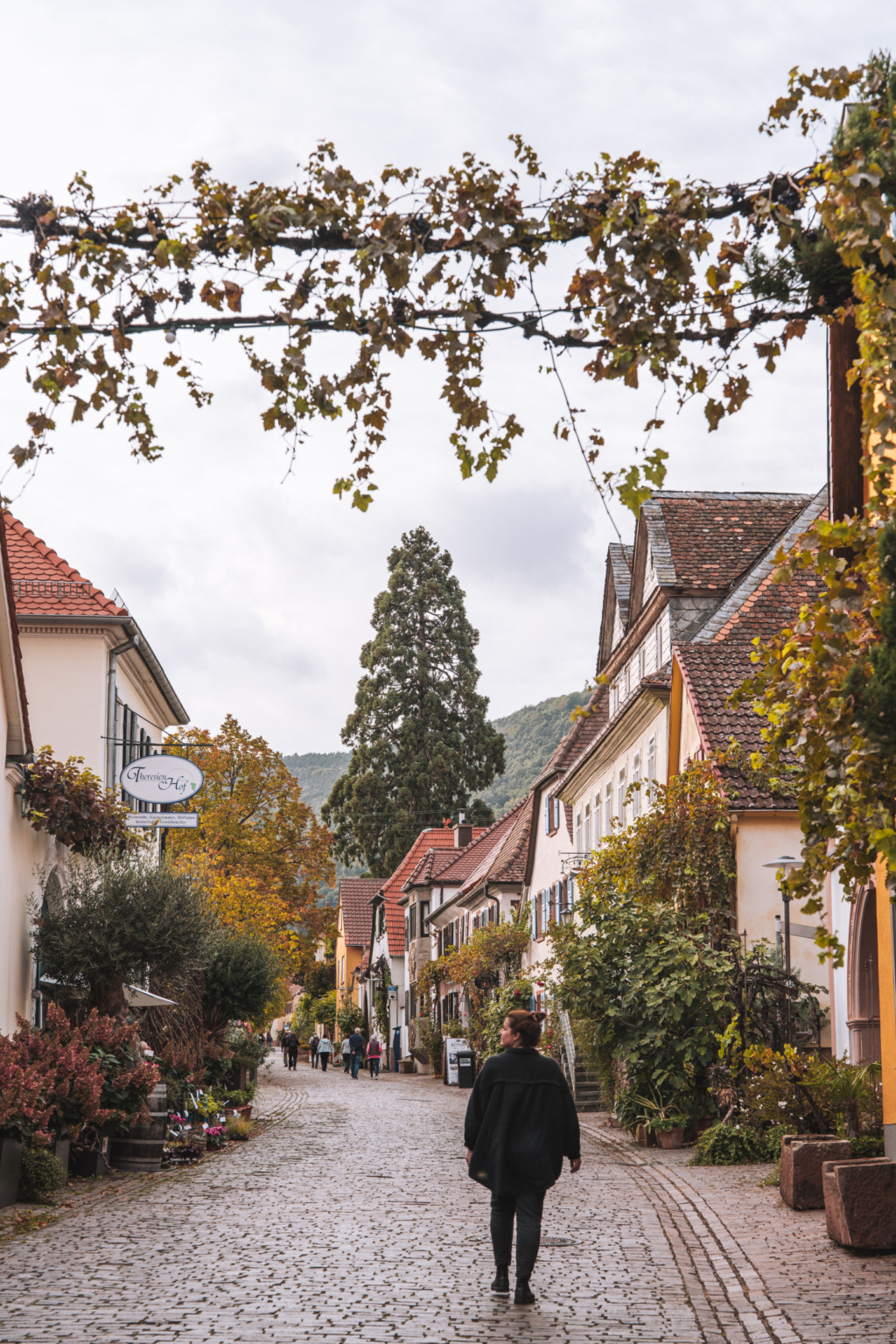 Weinfest Rhodt Unter Rietburg 2023