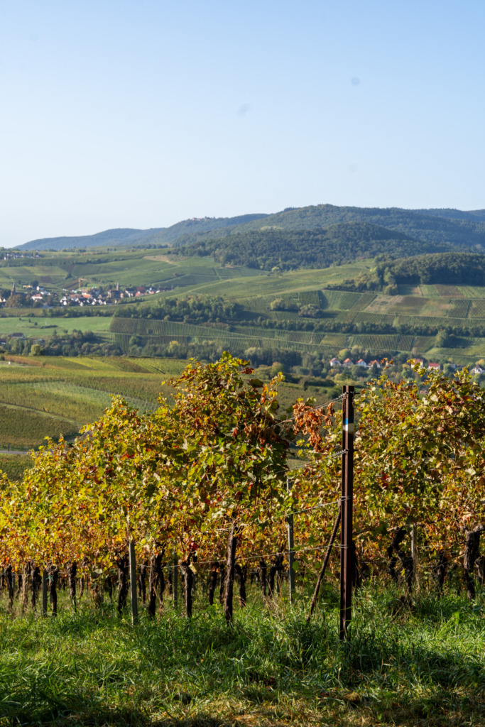 Südliche Weinstraße Die 16 schönsten Highlights
