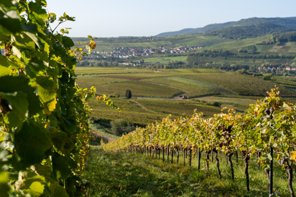 Ausblick auf die Weinberge der Südlichen Weinstraße