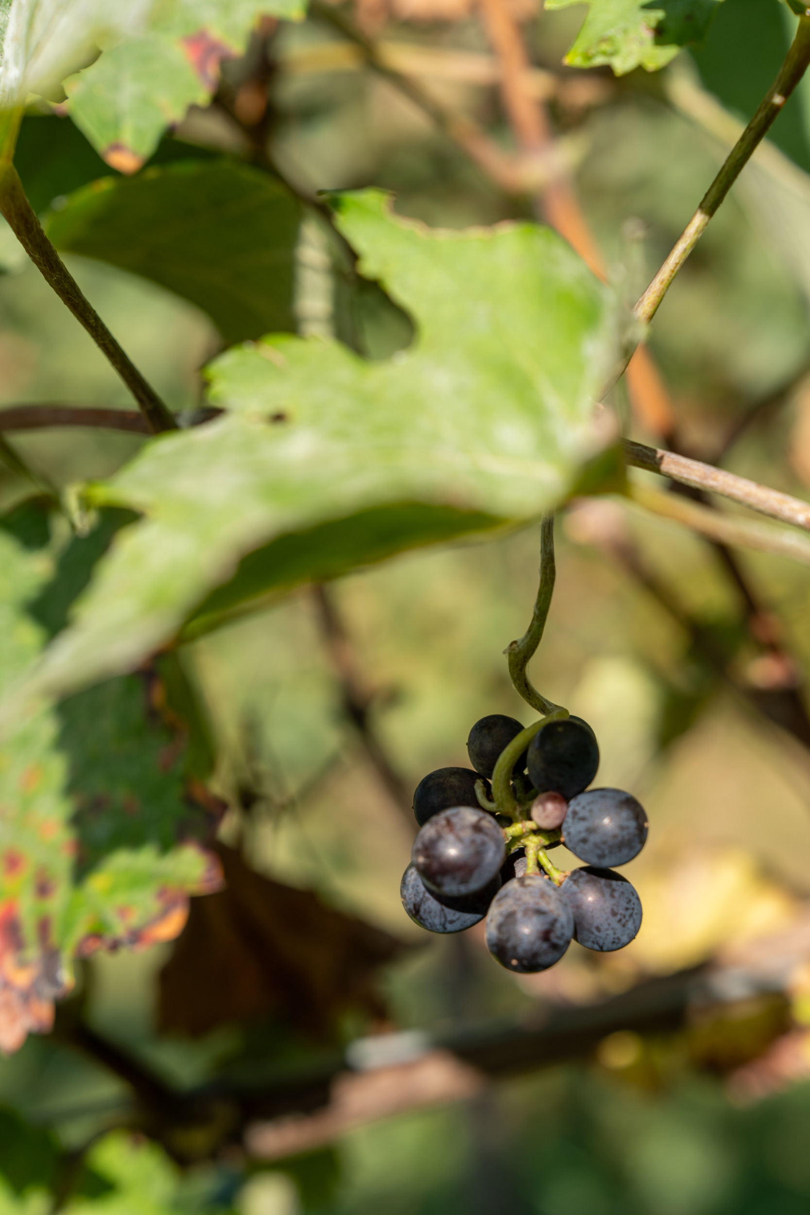 Wein an der Südlichen Weinstraße