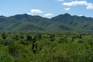 Kakteen-Landschaft in Los Cabos