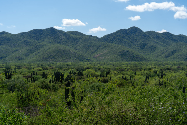 Kakteen-Landschaft in Los Cabos