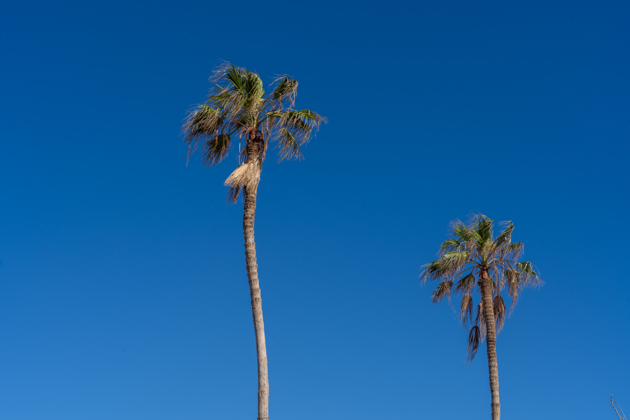 Palmen gibt es in Los Cabos wie Sand am Meer