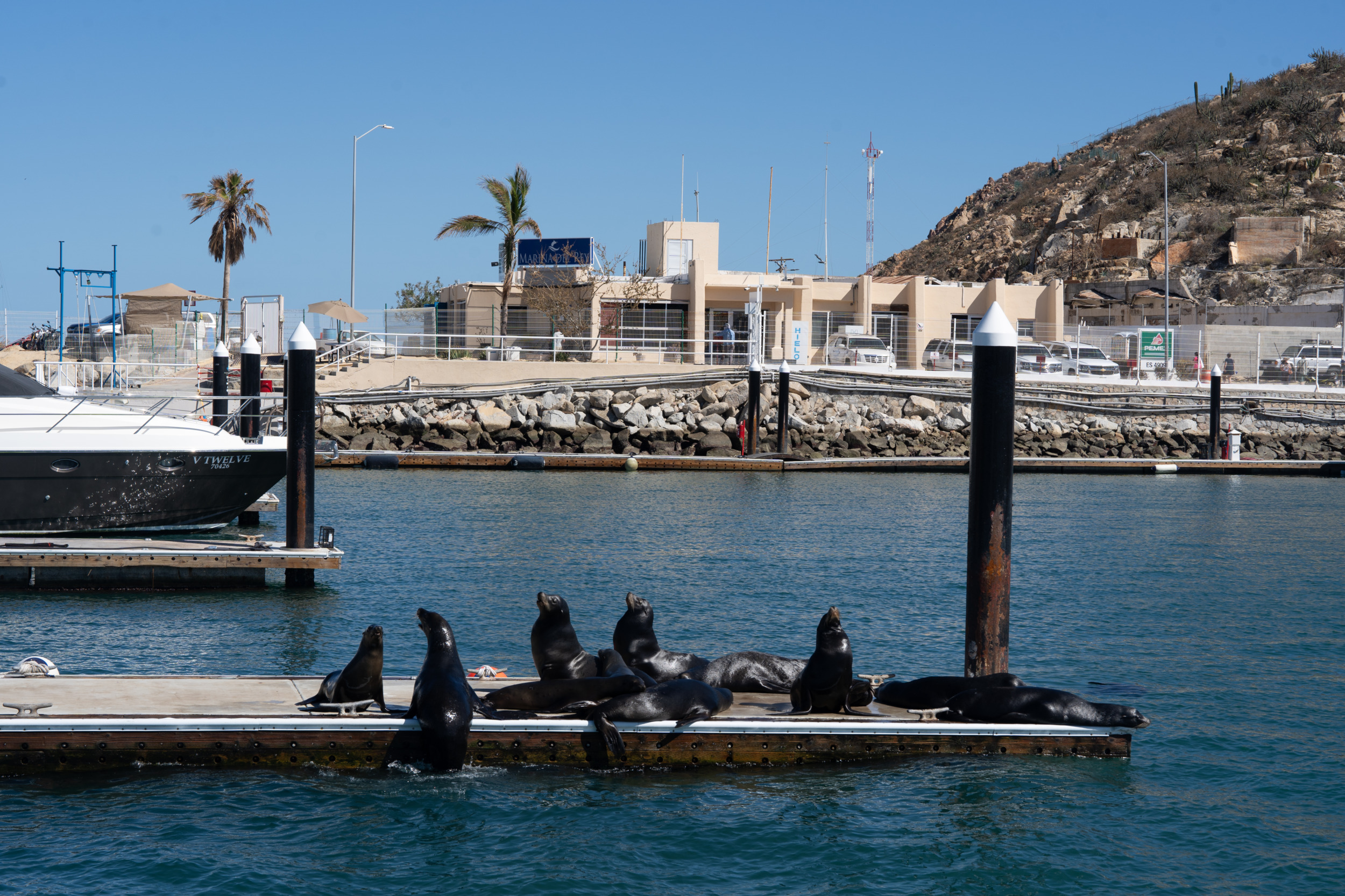 Robben findet ihr am Hafen von Cabo San Lucas immer