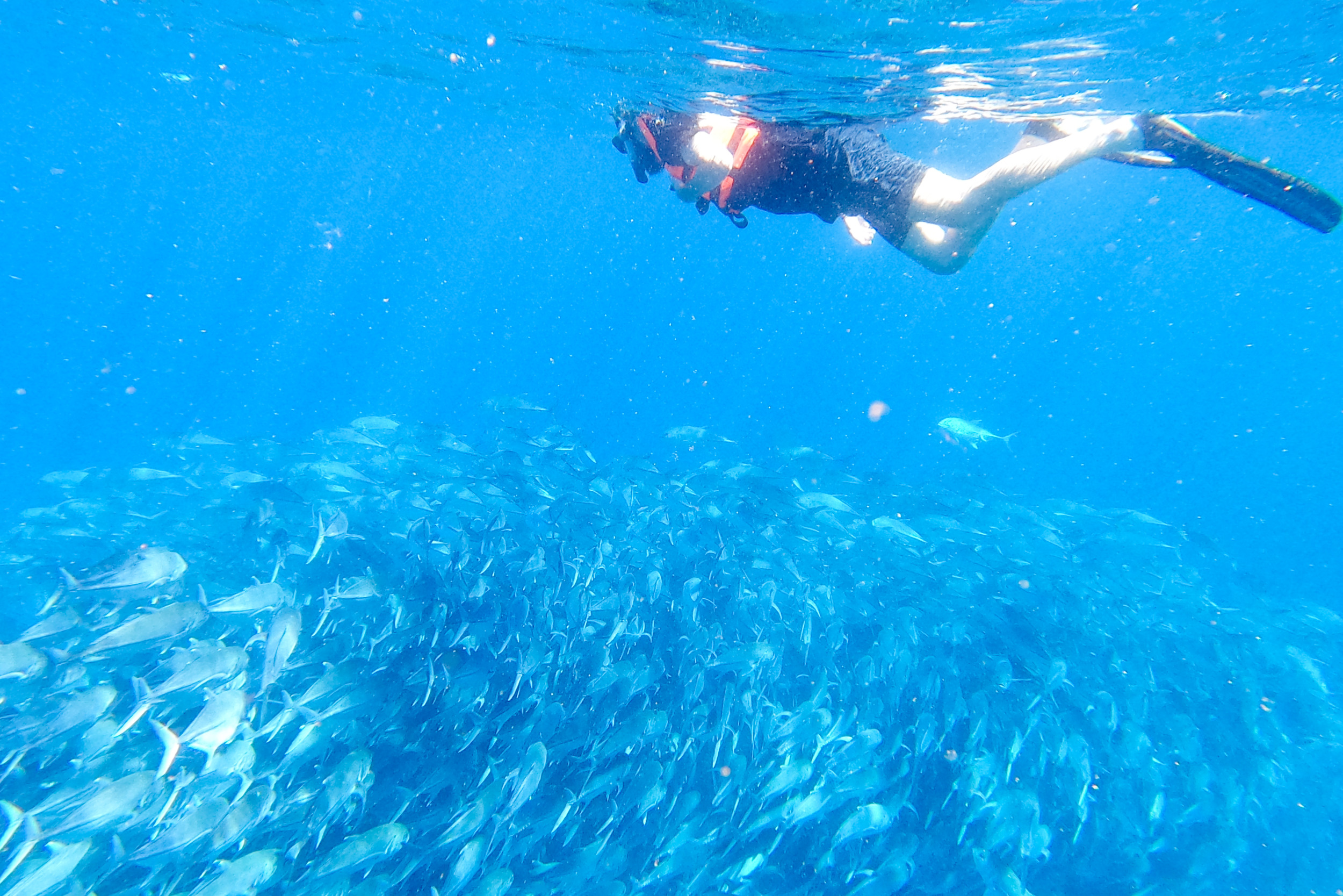 Bei einem Schnorcheltrip kommt ihr dem gigantischen Fischschwarm extrem nah