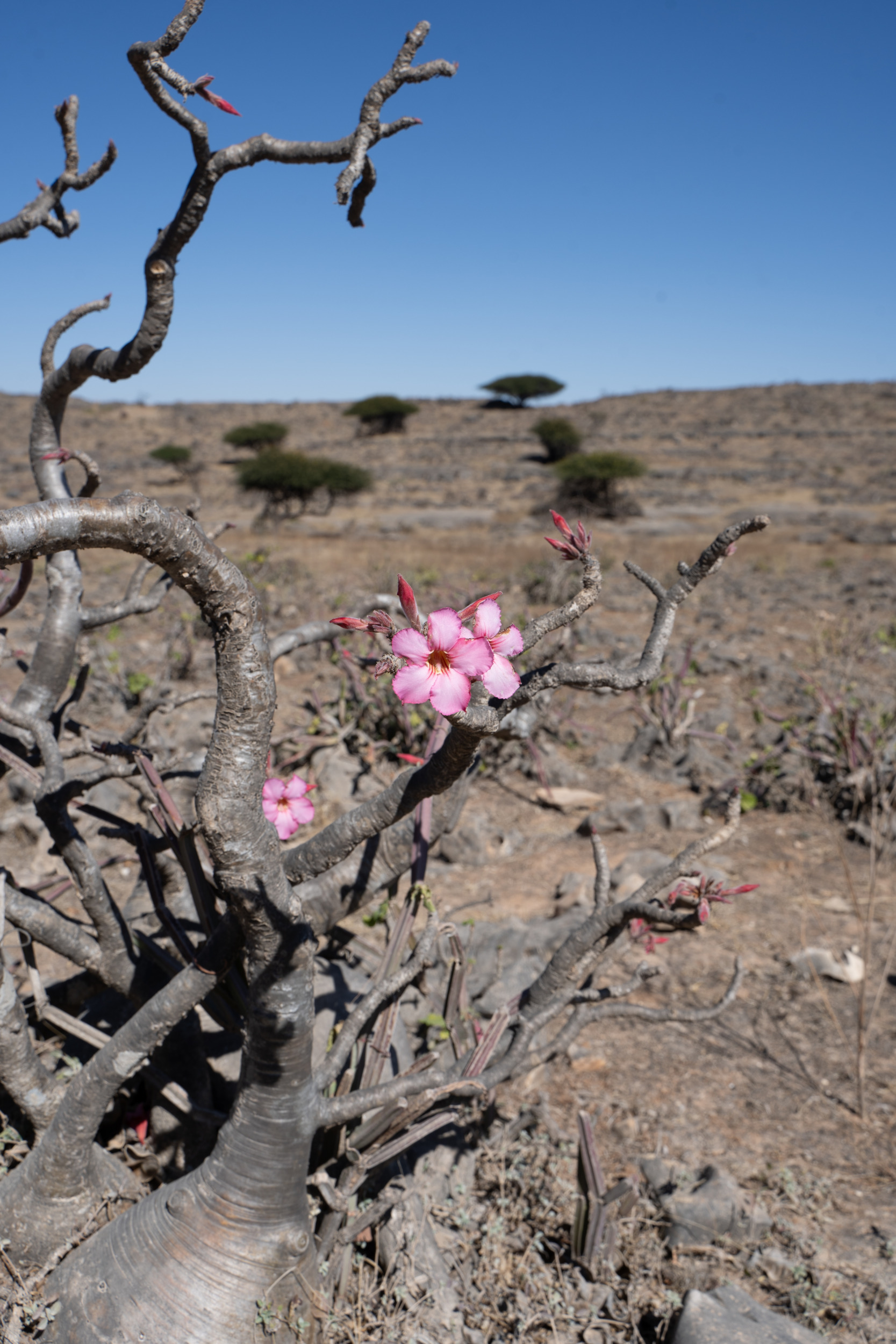 Wüstenrose Salalah