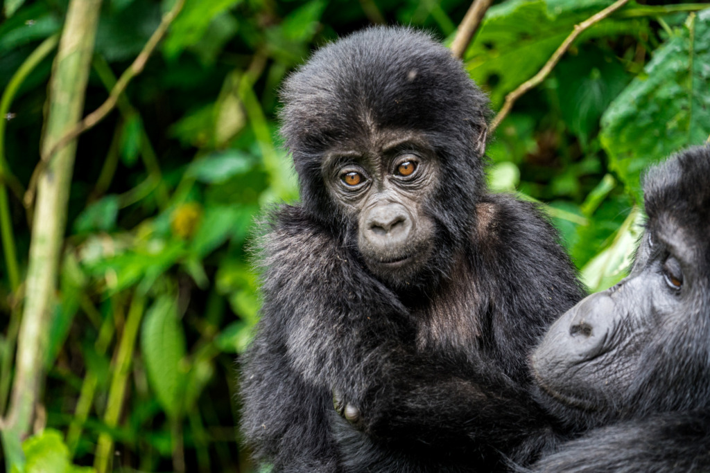Gorilla-Tracking in Uganda