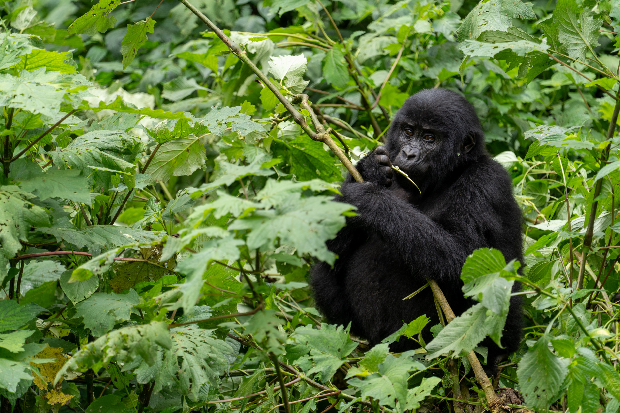 Gorilla-Tracking in Uganda ist ein echtes Erlebnis