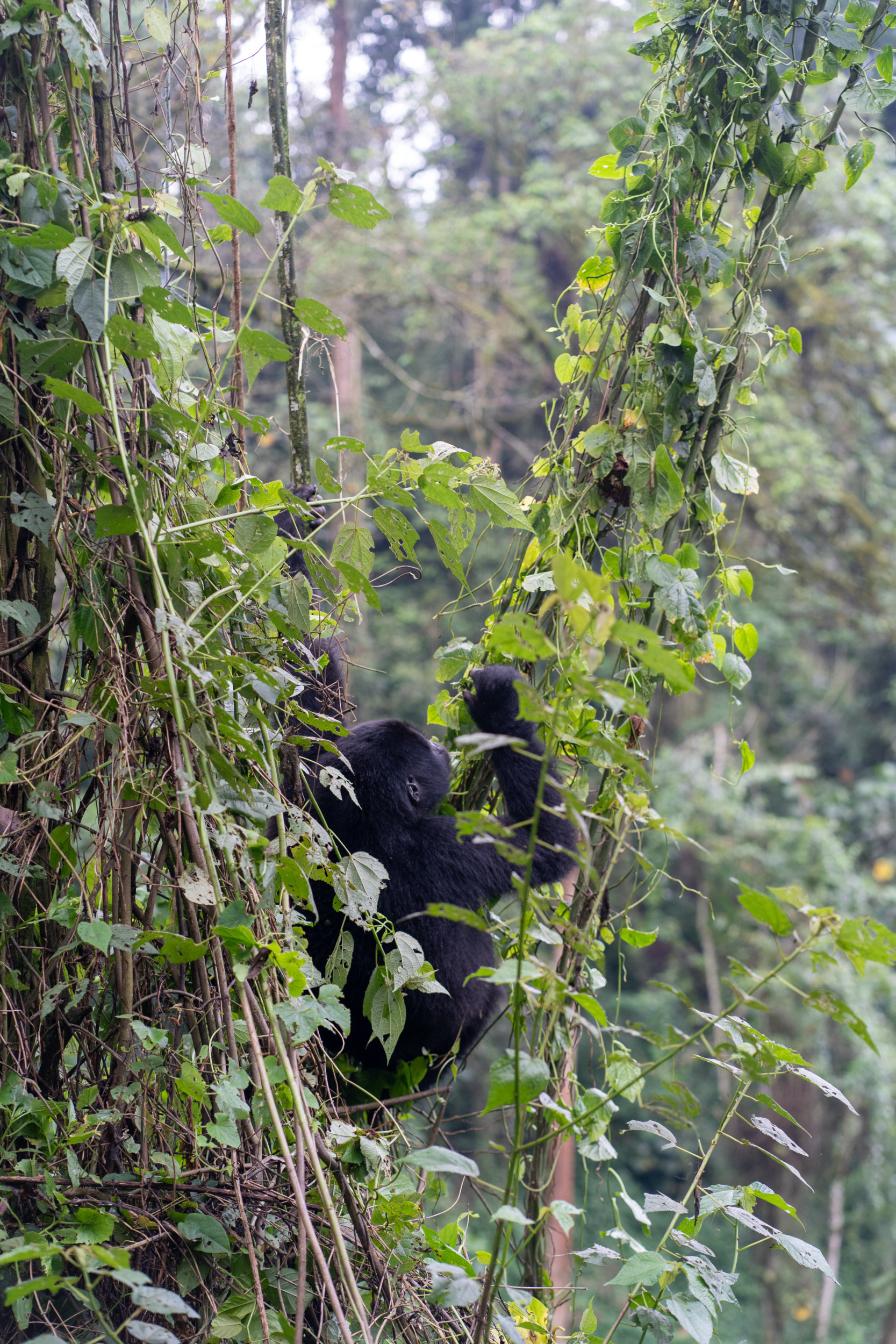 Gorilla-Trekking Uganda