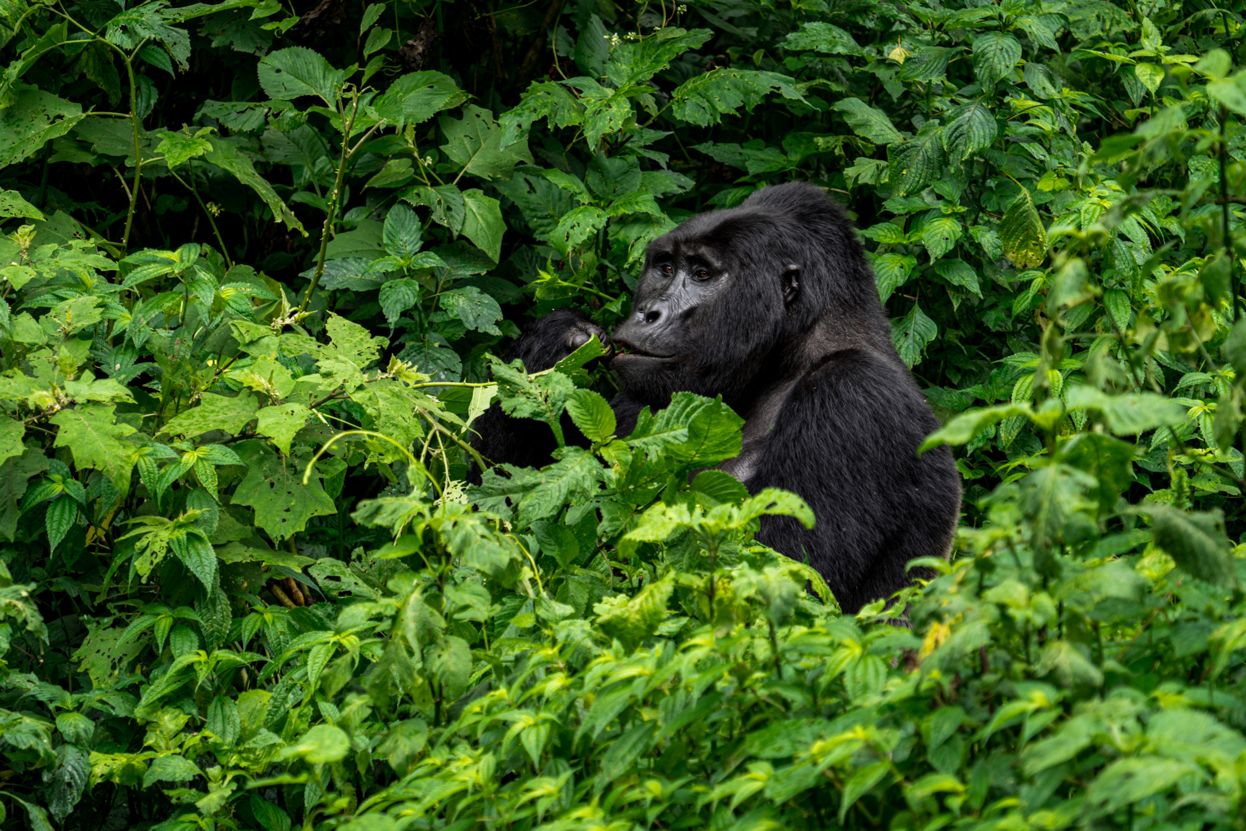 Einmal in unmittelbarer Nähe zu einem Silverback stehen, ist einfach der Hammer