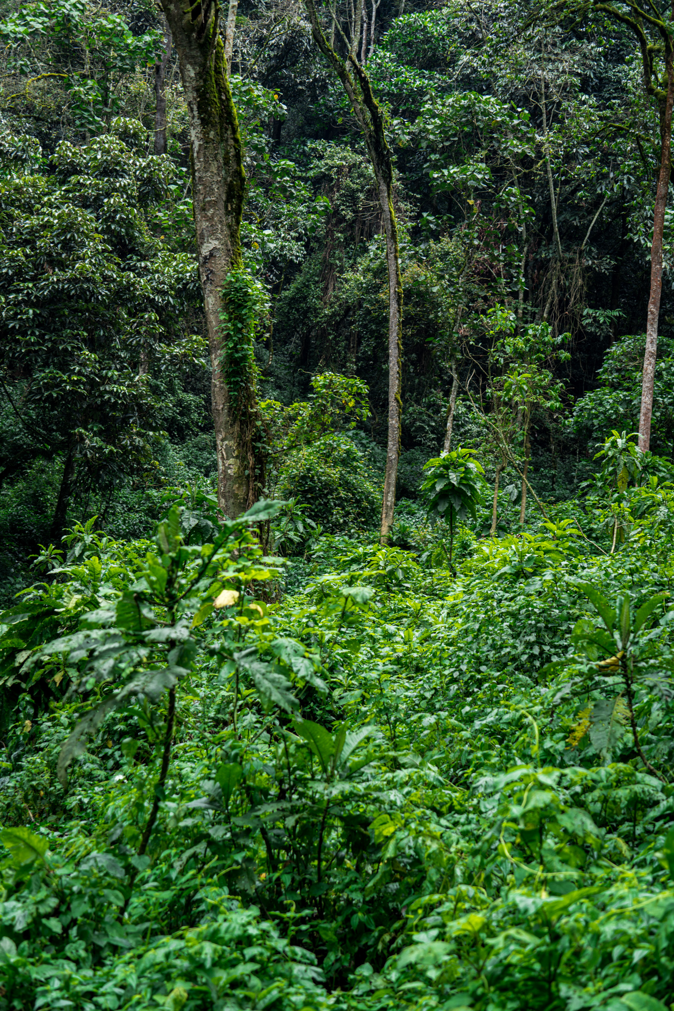 Gorilla-Trekking Uganda