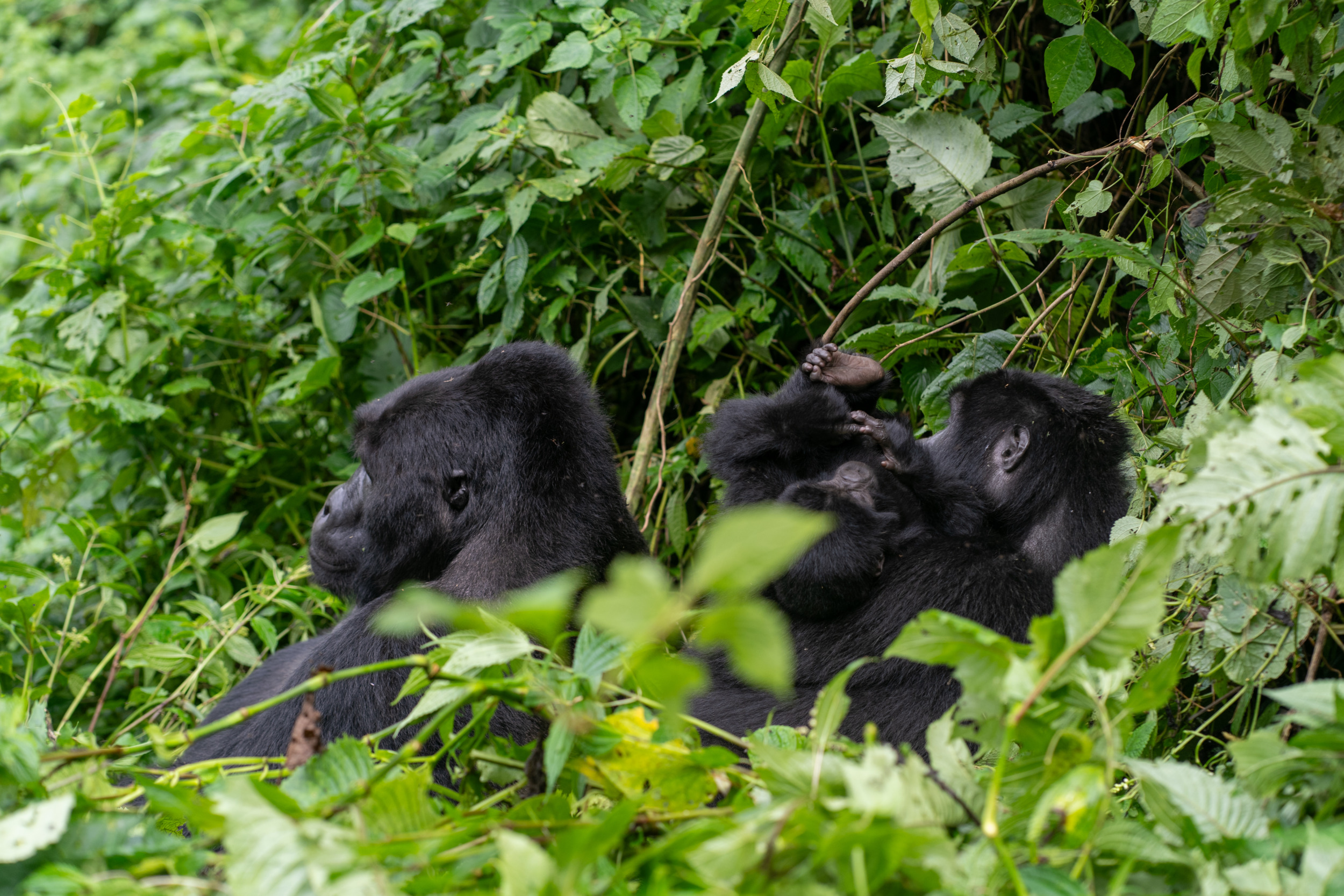 Wir durften eine Gorilla-Familie auf unserer Wanderung beobachten