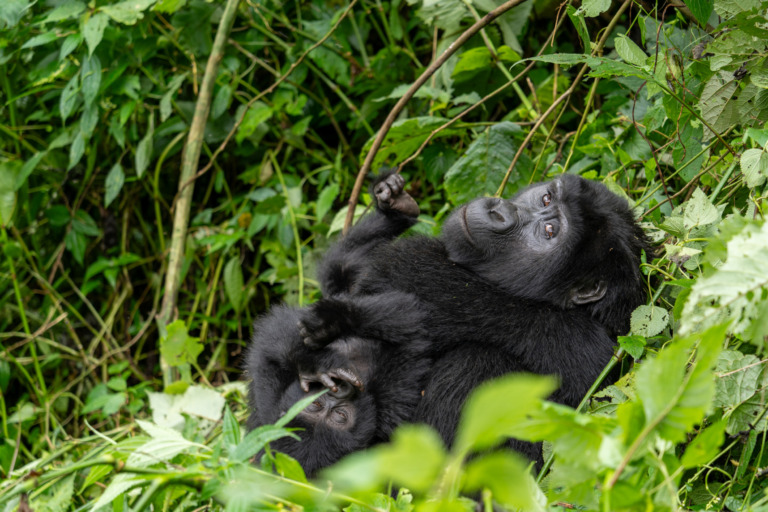 Mit der Gebühr für das Gorilla-Tracking unterstützt ihr den Artenschutz