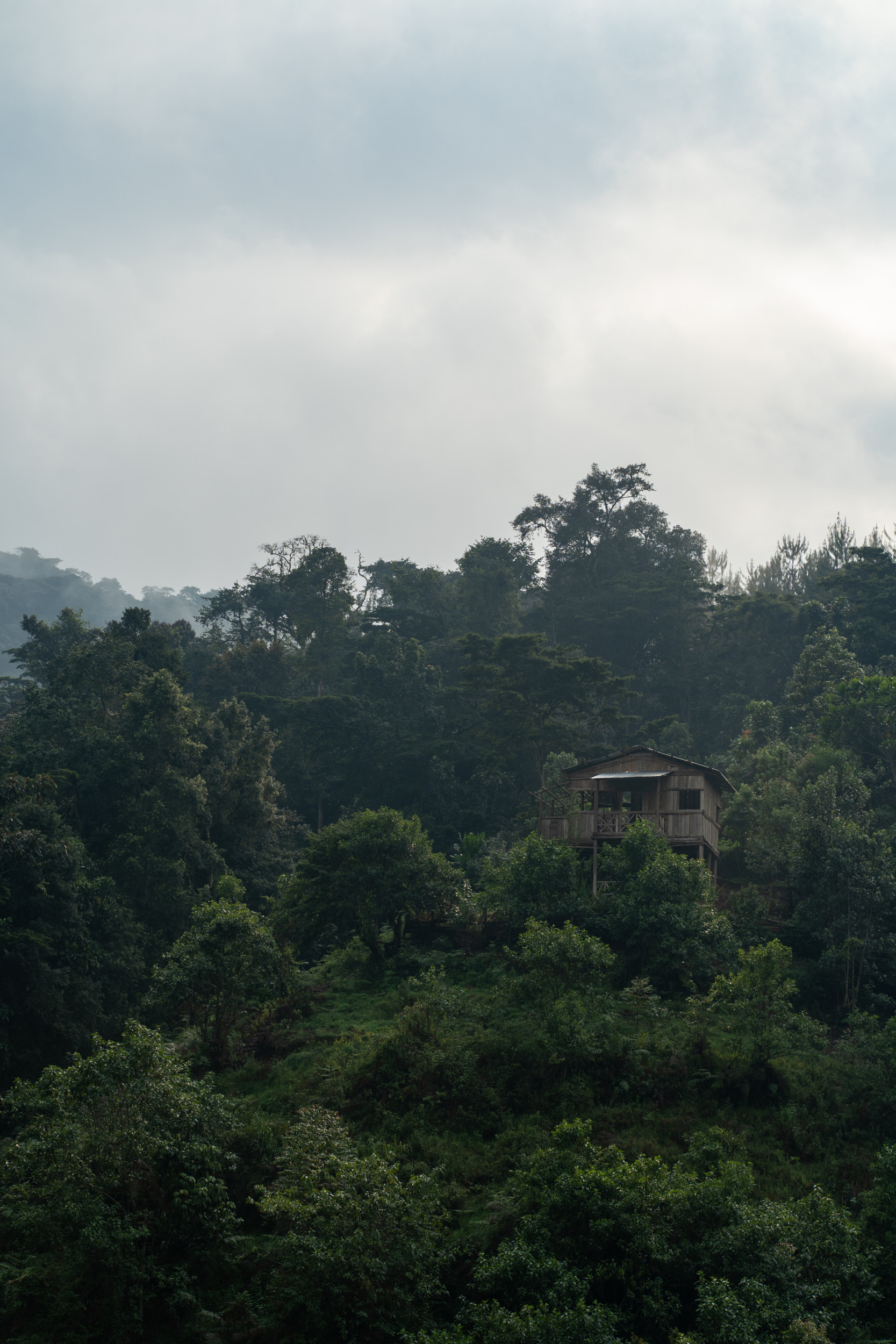 Gorilla-Trekking Uganda