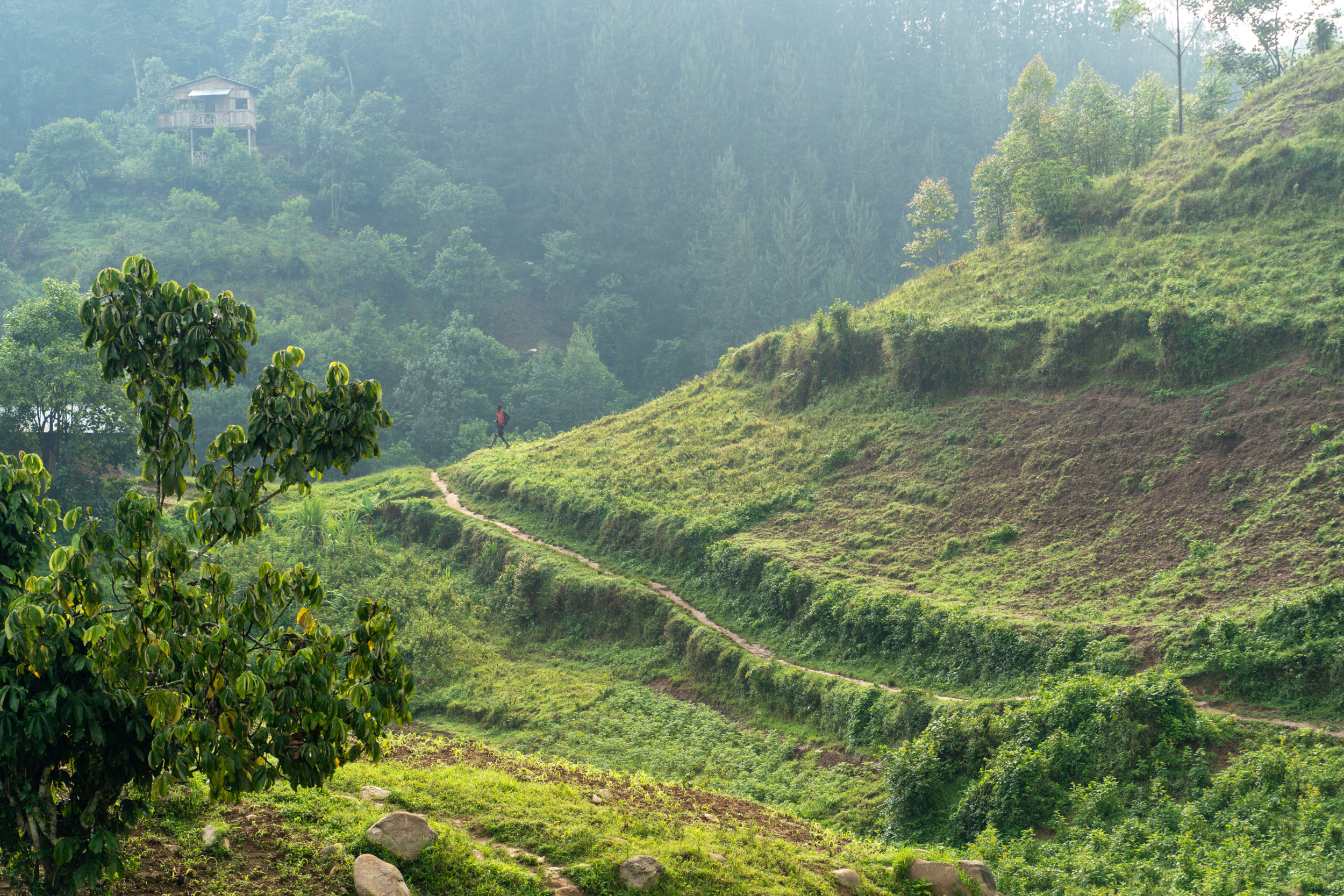 Für unser Gorilla-Trekking haben wir uns den Bwindi Impenetrable Forest ausgesucht