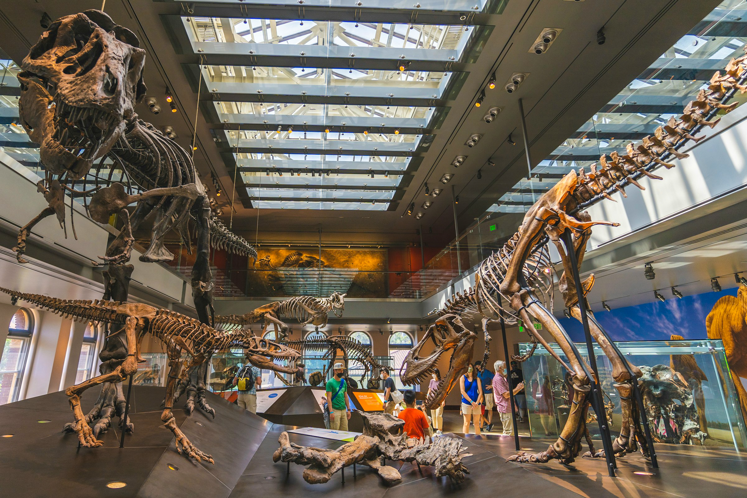 Wer sich für Naturwissenschaften interessiert, sollte unbedingt ins Natural History Museum gehen
