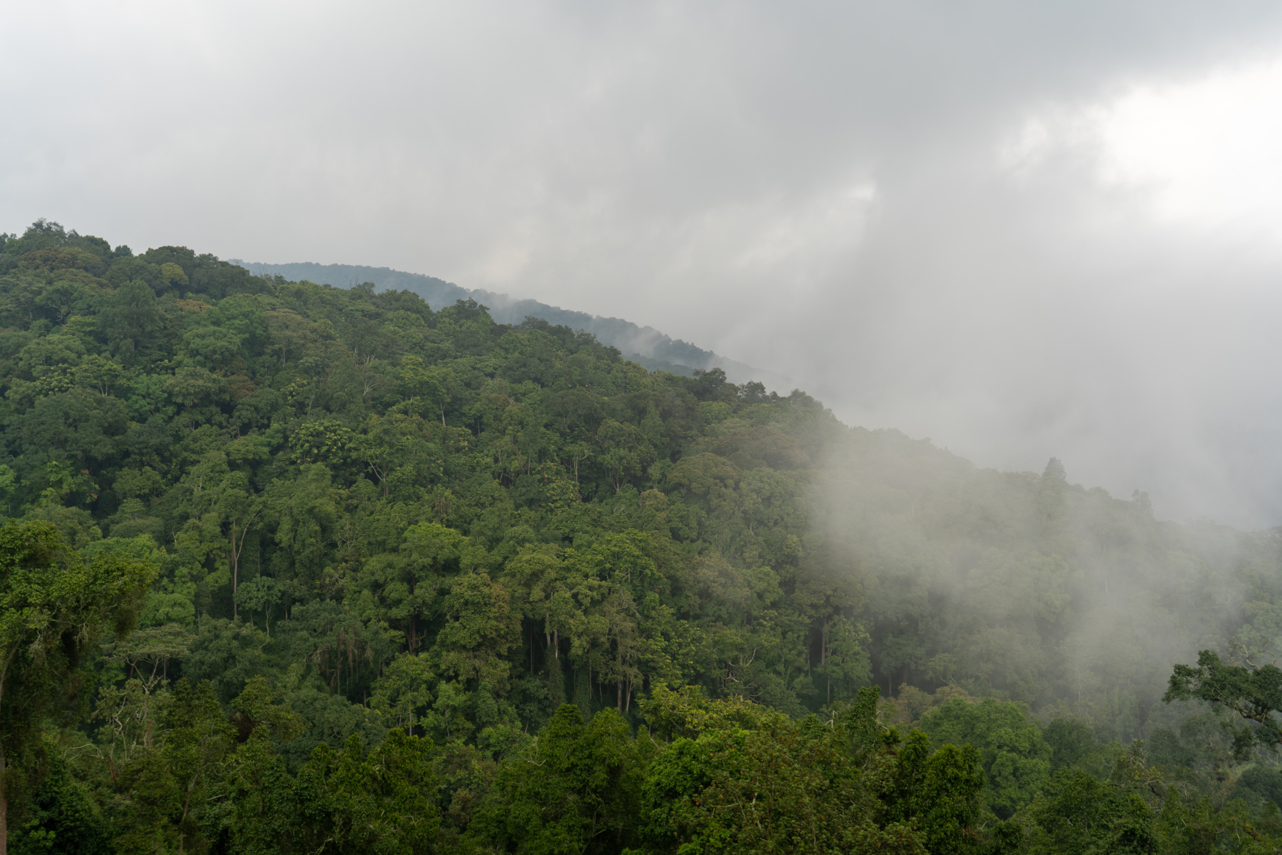 Häufig werdet ihr im Nyungwe-Nationalpark mit dichtem Nebel und Regen begrüßt