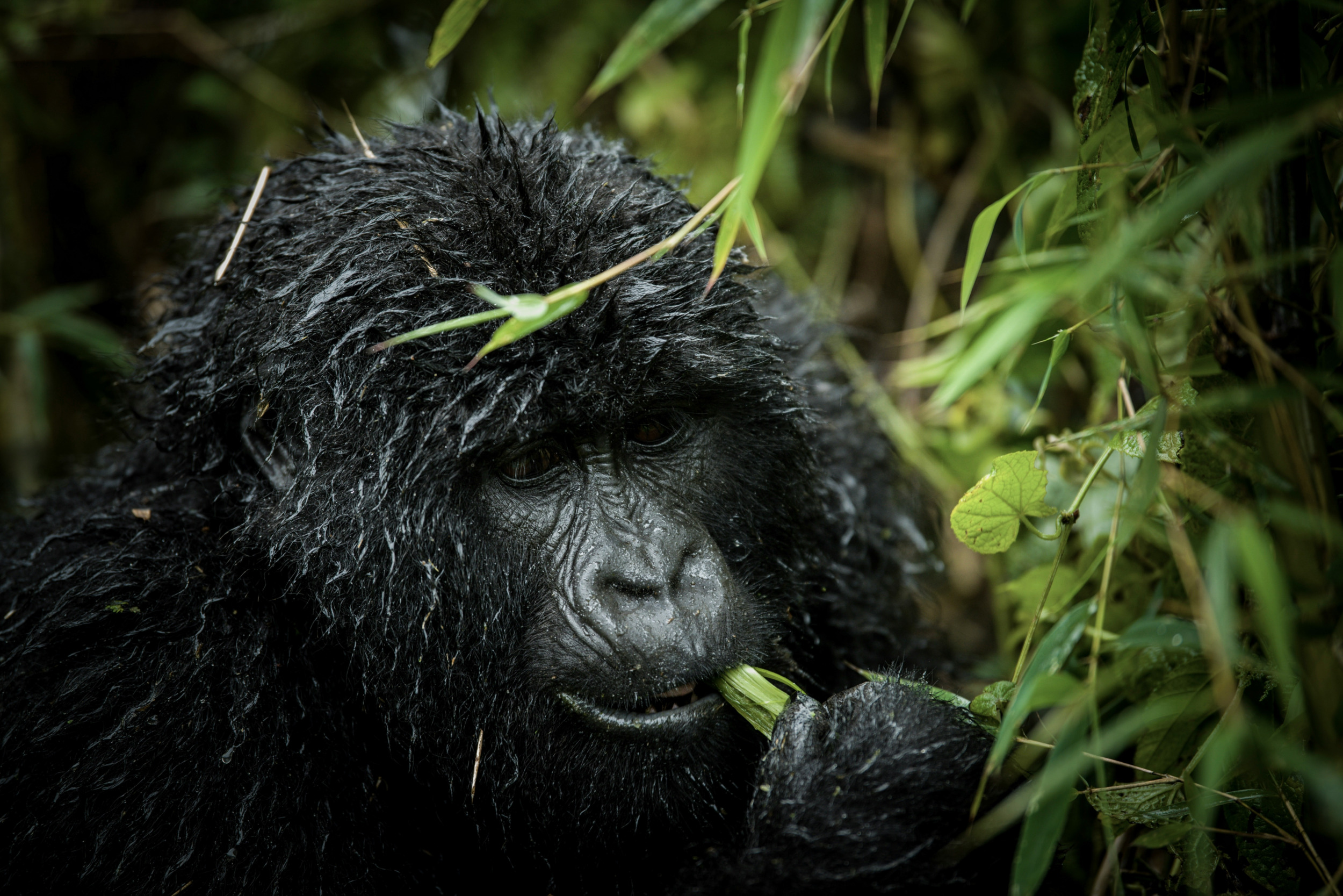 Gorilla-Trekking in Ruanda ist ein einmaliges Erlebnis