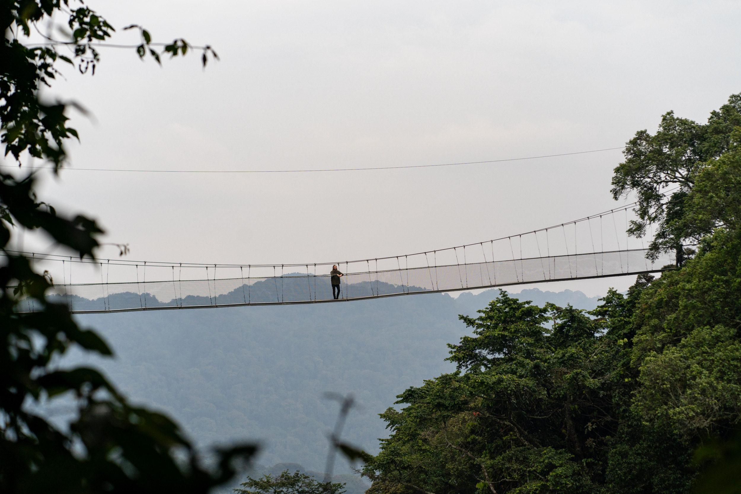 Der Canopy Walk ist eines der vielen Highlights im Nyungwe-Nationalpark