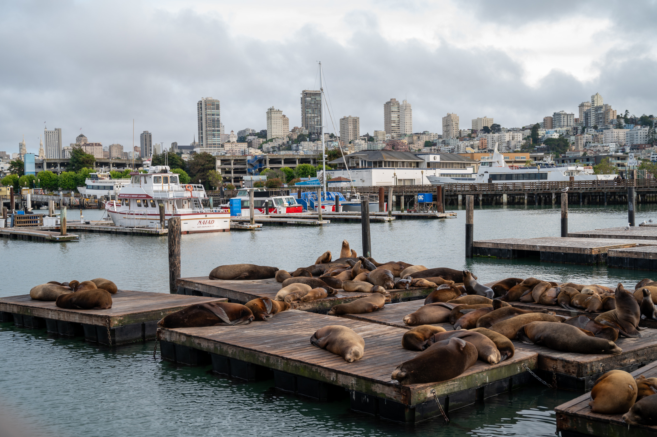 Die Robben sind feste Bewohner der Fisherman's Wharf