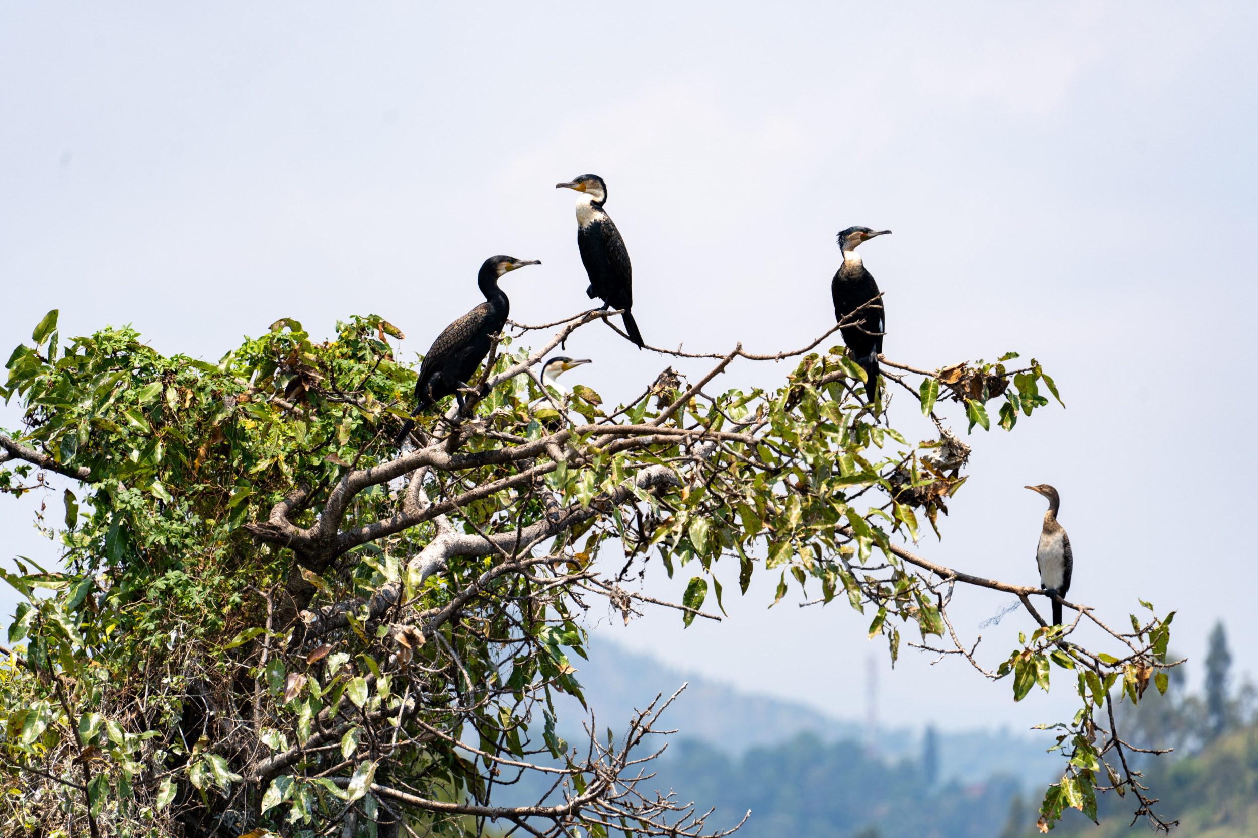 Auch Vogelbeobachter kommen in Ruanda voll auf ihre Kosten