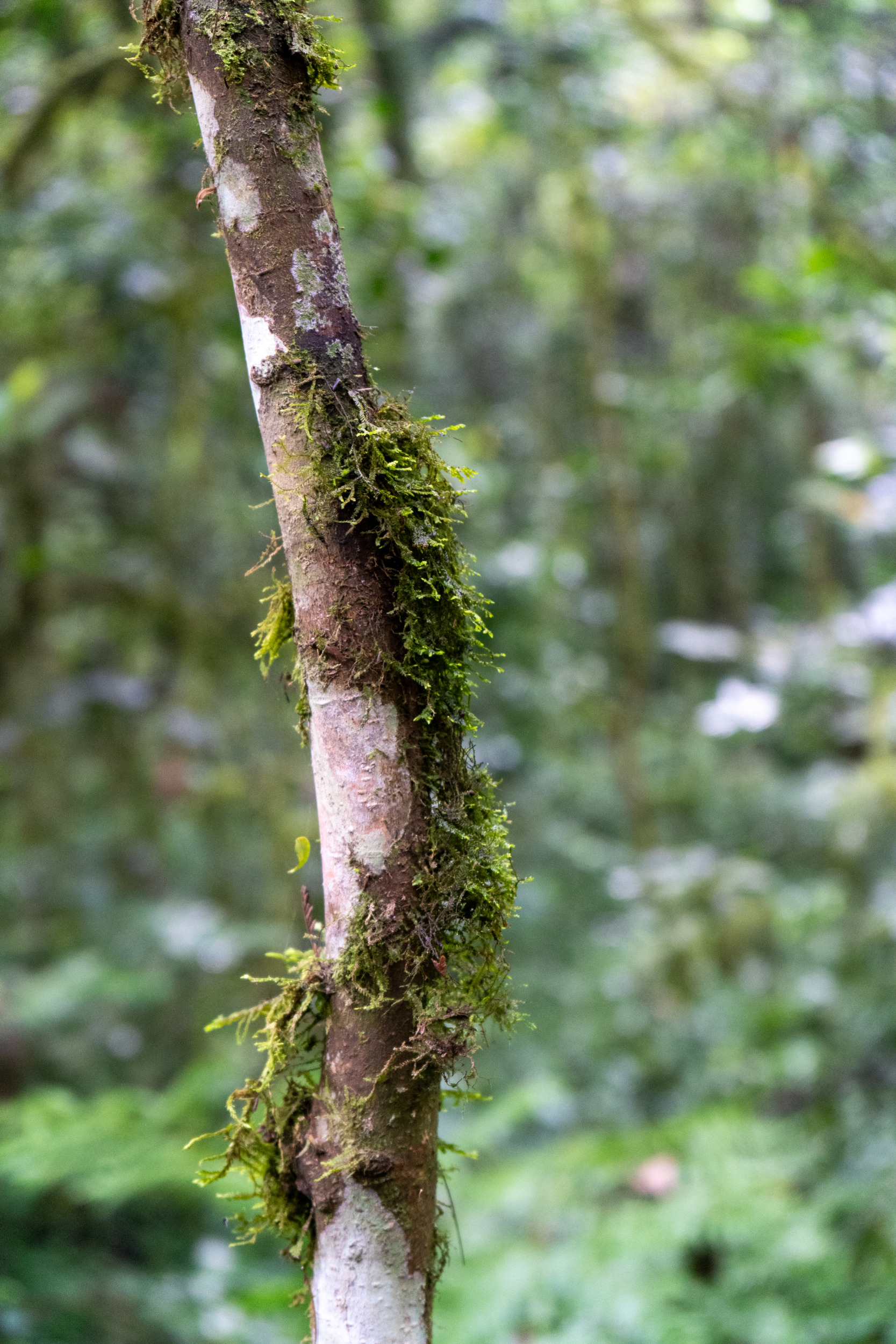 Nyungwe-Nationalpark