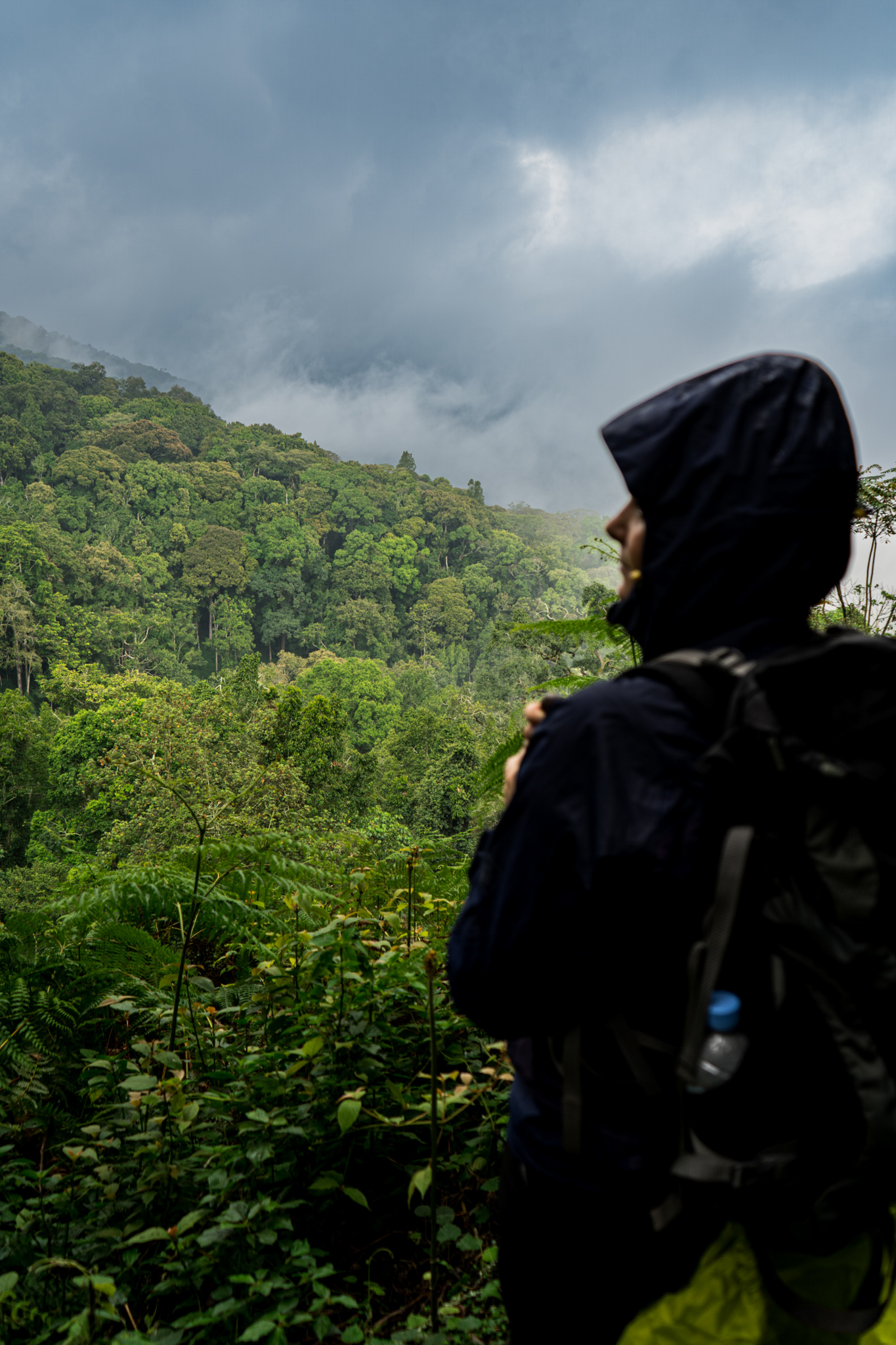 Nyungwe-Nationalpark Ruanda