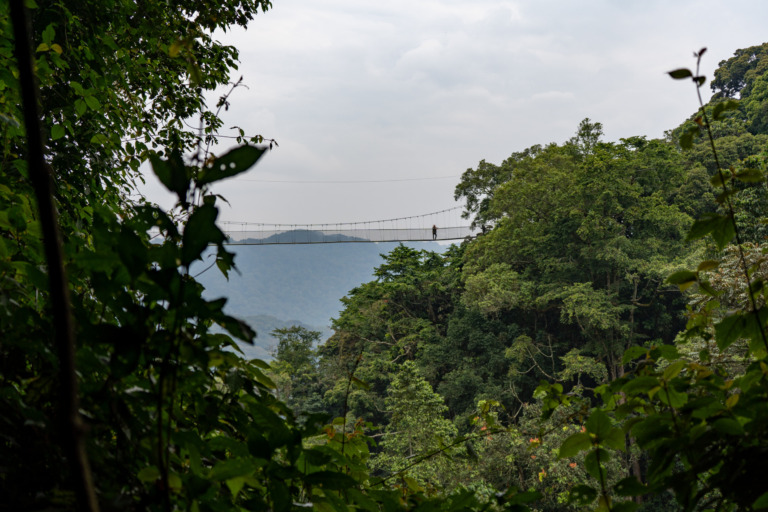 Canopy-Walk Nyungwe-Nationalpark Ruanda