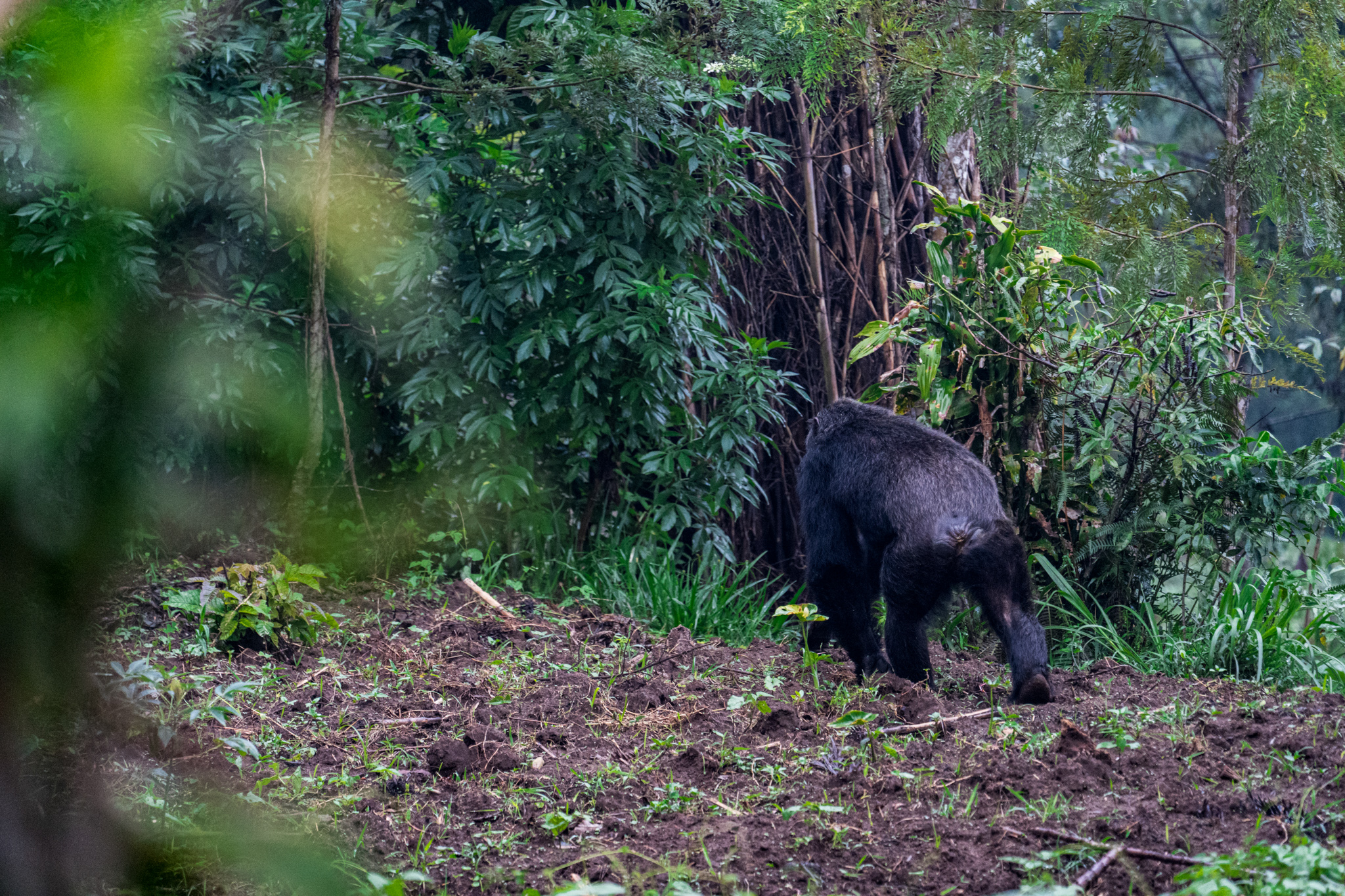 Ab und zu seht ihr sogar einen Silverback im Nyungwe-Nationalpark in Ruanda