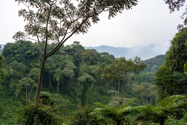 Nyungwe Nationalpark Insidertipps für euren Besuch