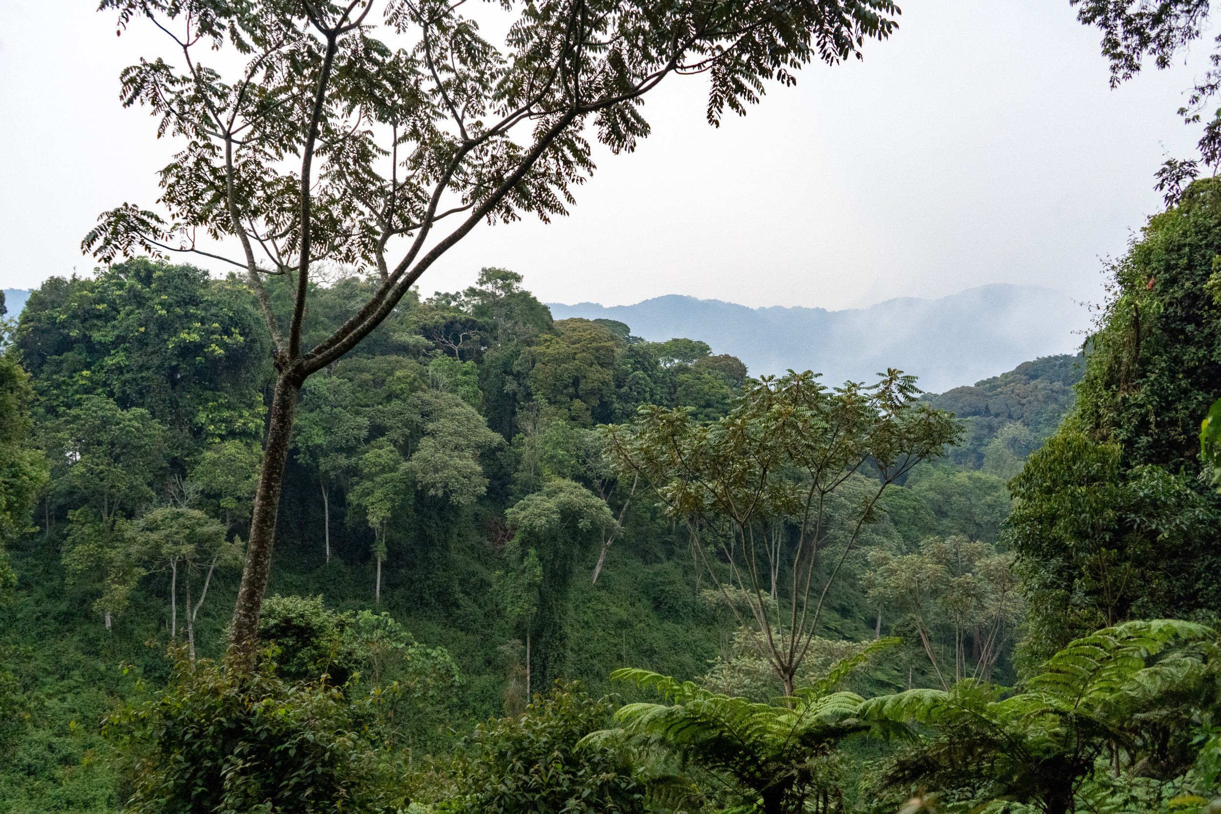 Der Nyungwe-Nationalpark bietet euch eine dramatische Landschaft