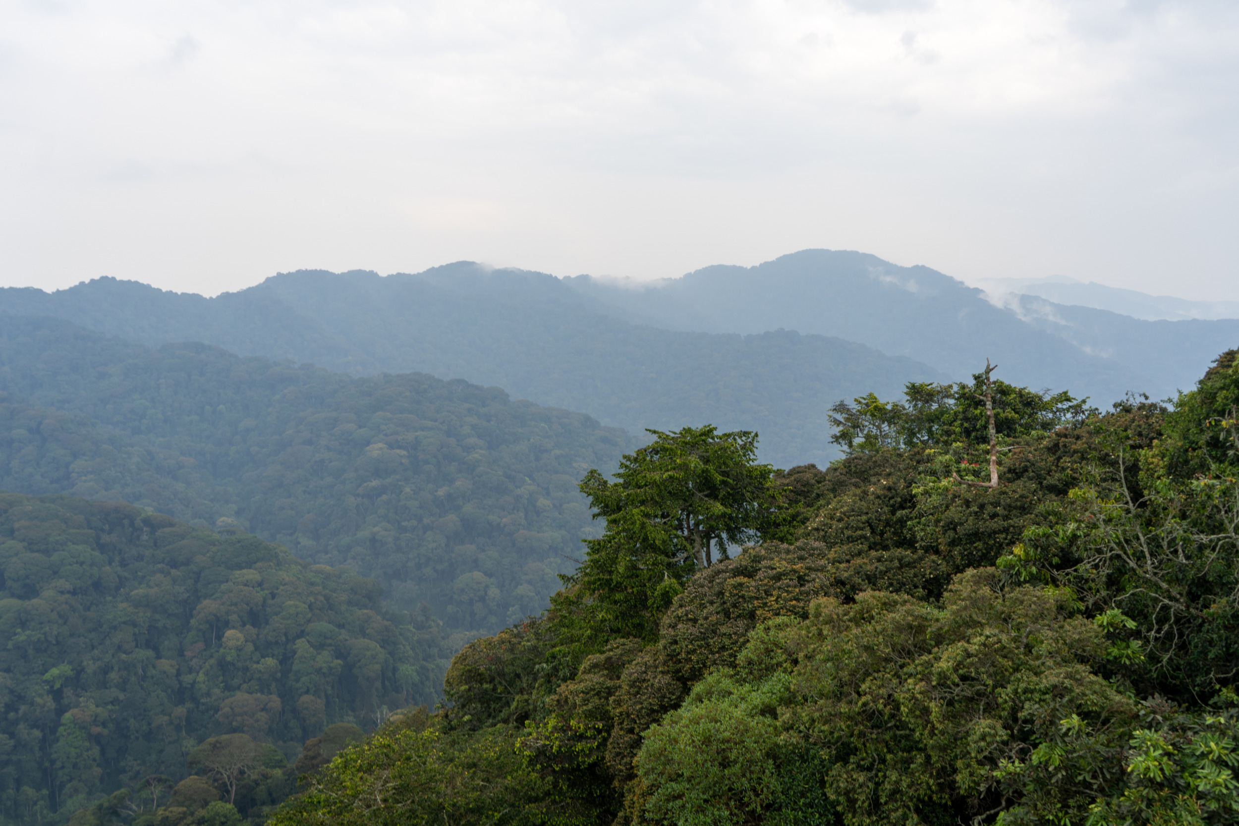 Der Nyungwe-Nationalpark empfängt euch mit dichtem Grün