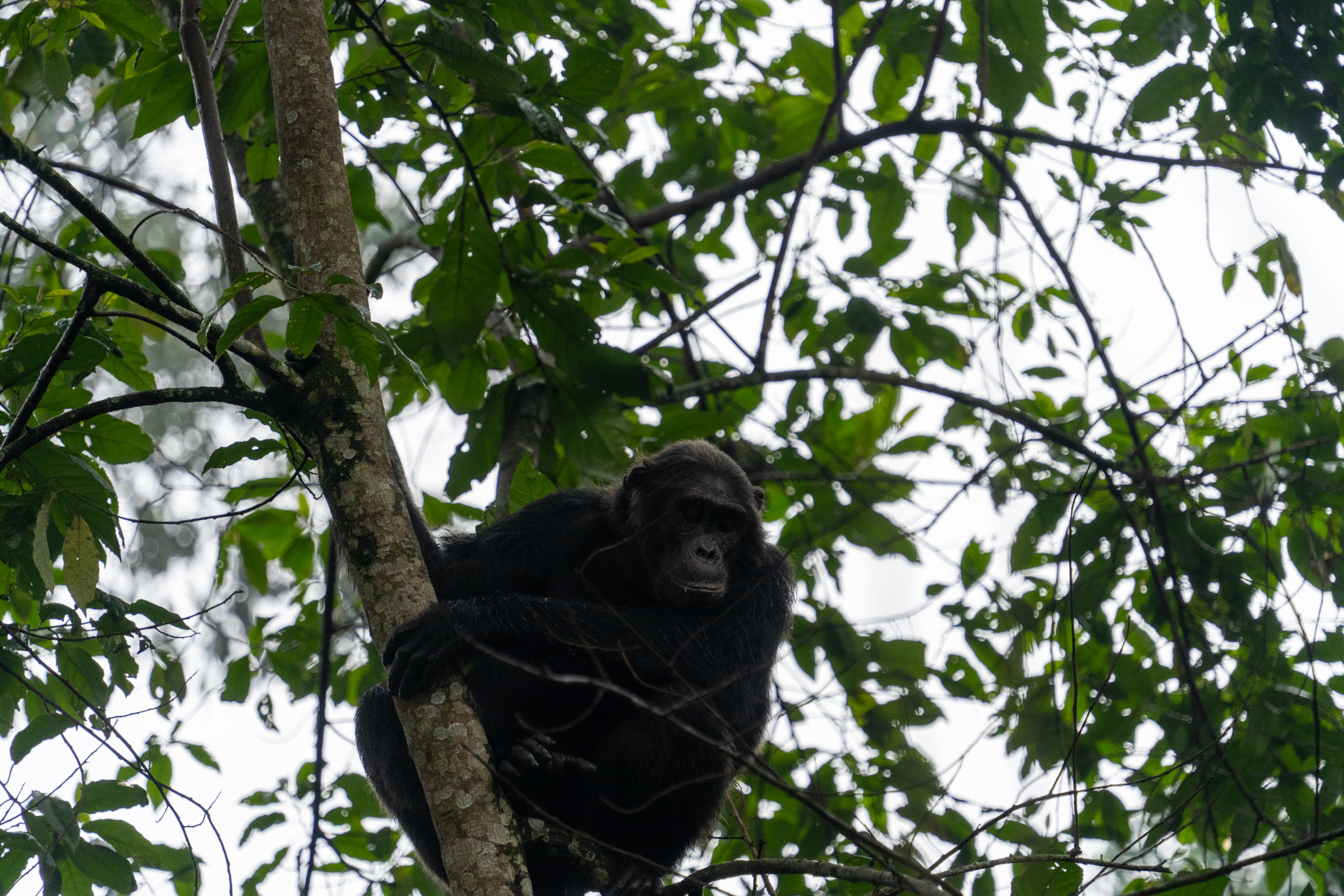 Schimpansen-Trekking ist ein einmaliges Erlebnis im Nyungwe-Nationalpark