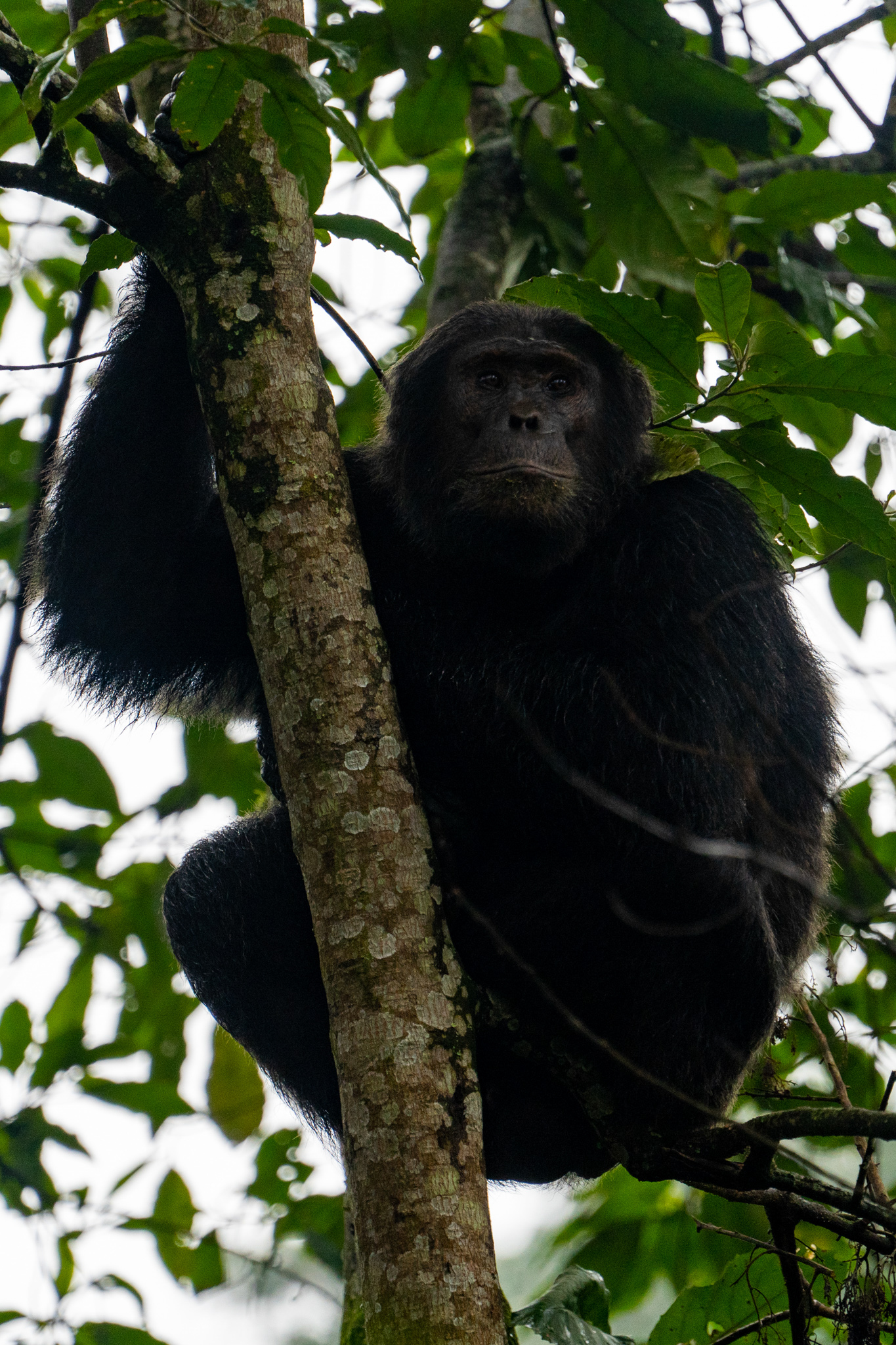 Nyungwe-Nationalpark Ruanda