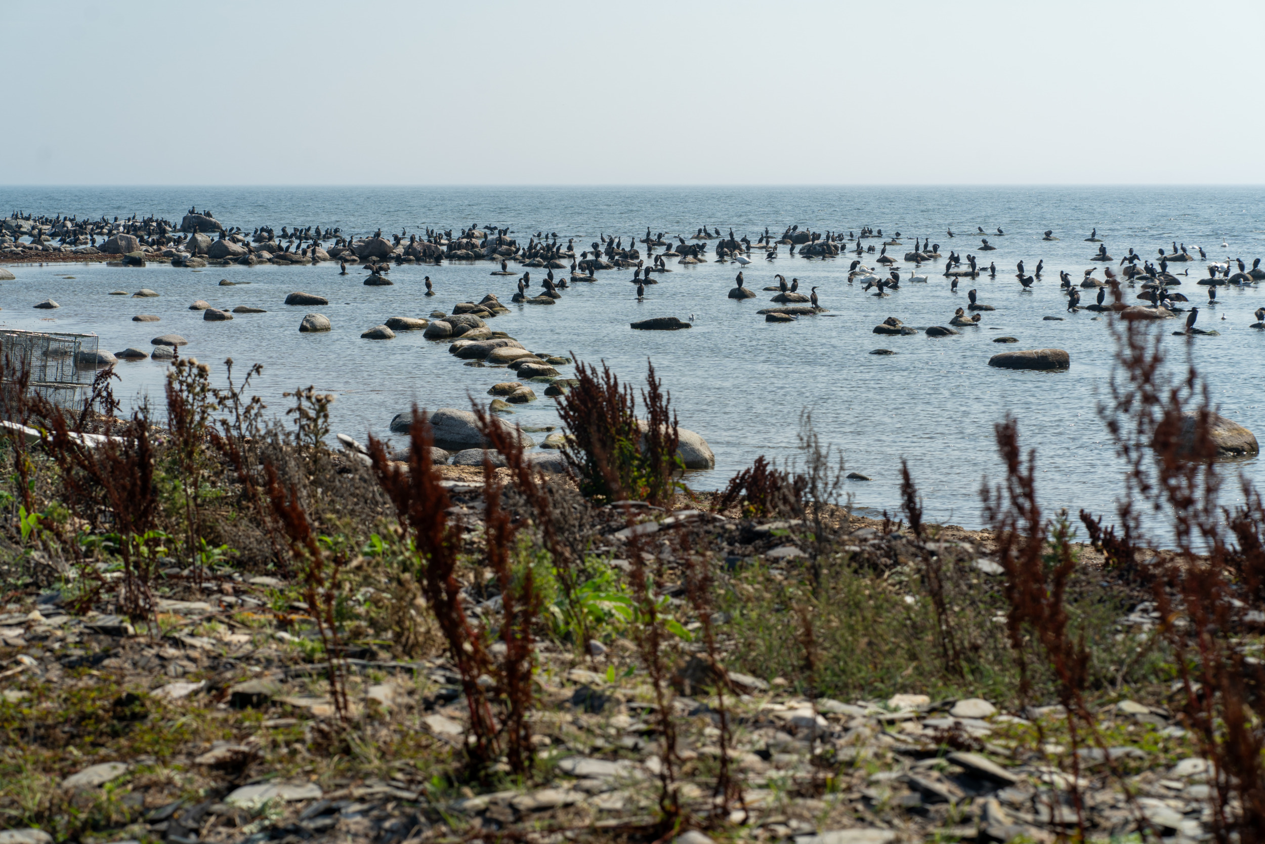 Das Naturreservat Ottenby ist eine Paradies für Vogelbeobachter