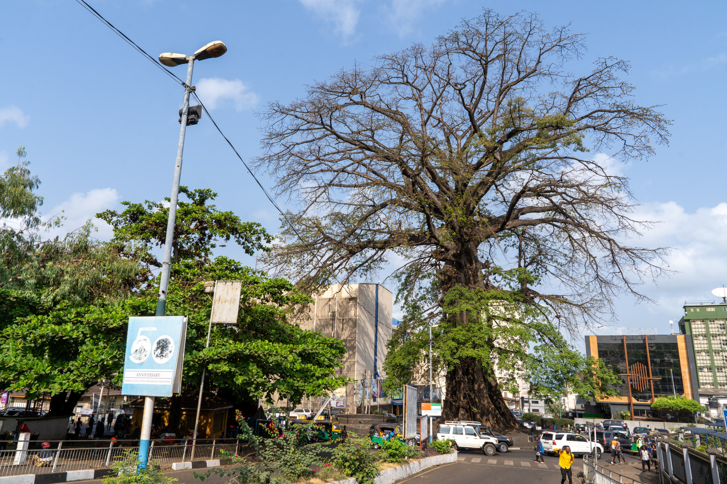 Der Cotton Tree war einst die bekannteste Sehenswürdigkeit von Freetown in Sierra Leone
