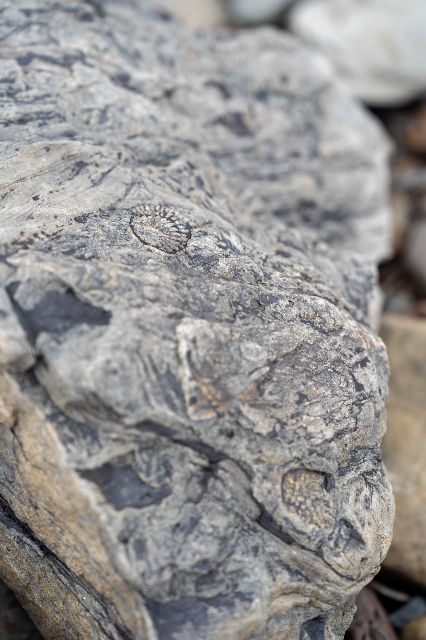 Joggin's Fossil Cliff Nova Scotia