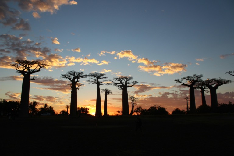 Baobaballee