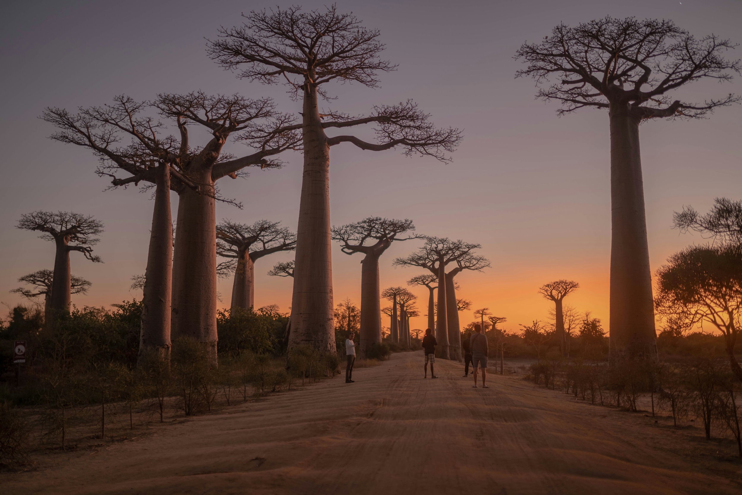 Baobaballee