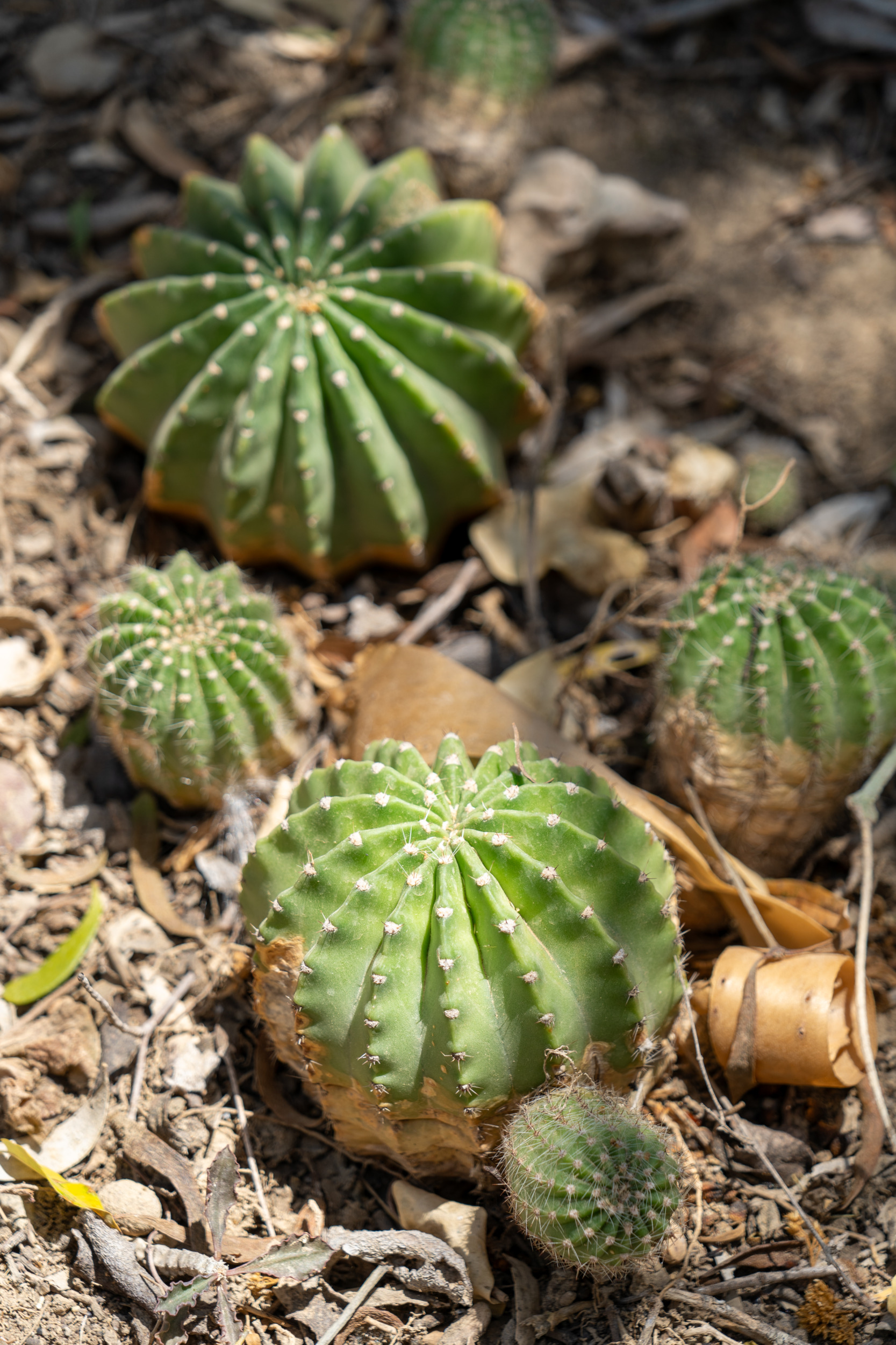Aboretum